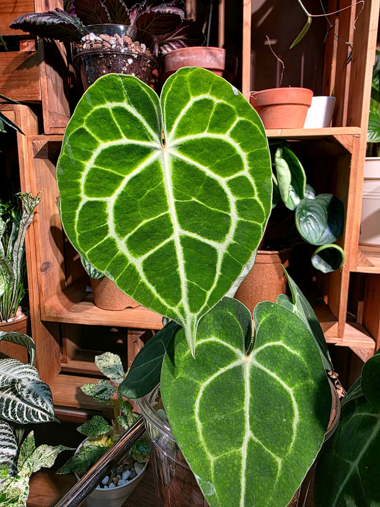 Anthurium clarinervium 圓葉花燭