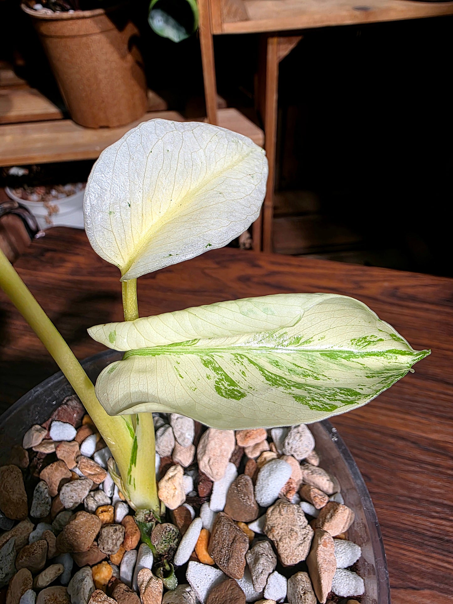 Monstera white monster 白怪獸龜背竹