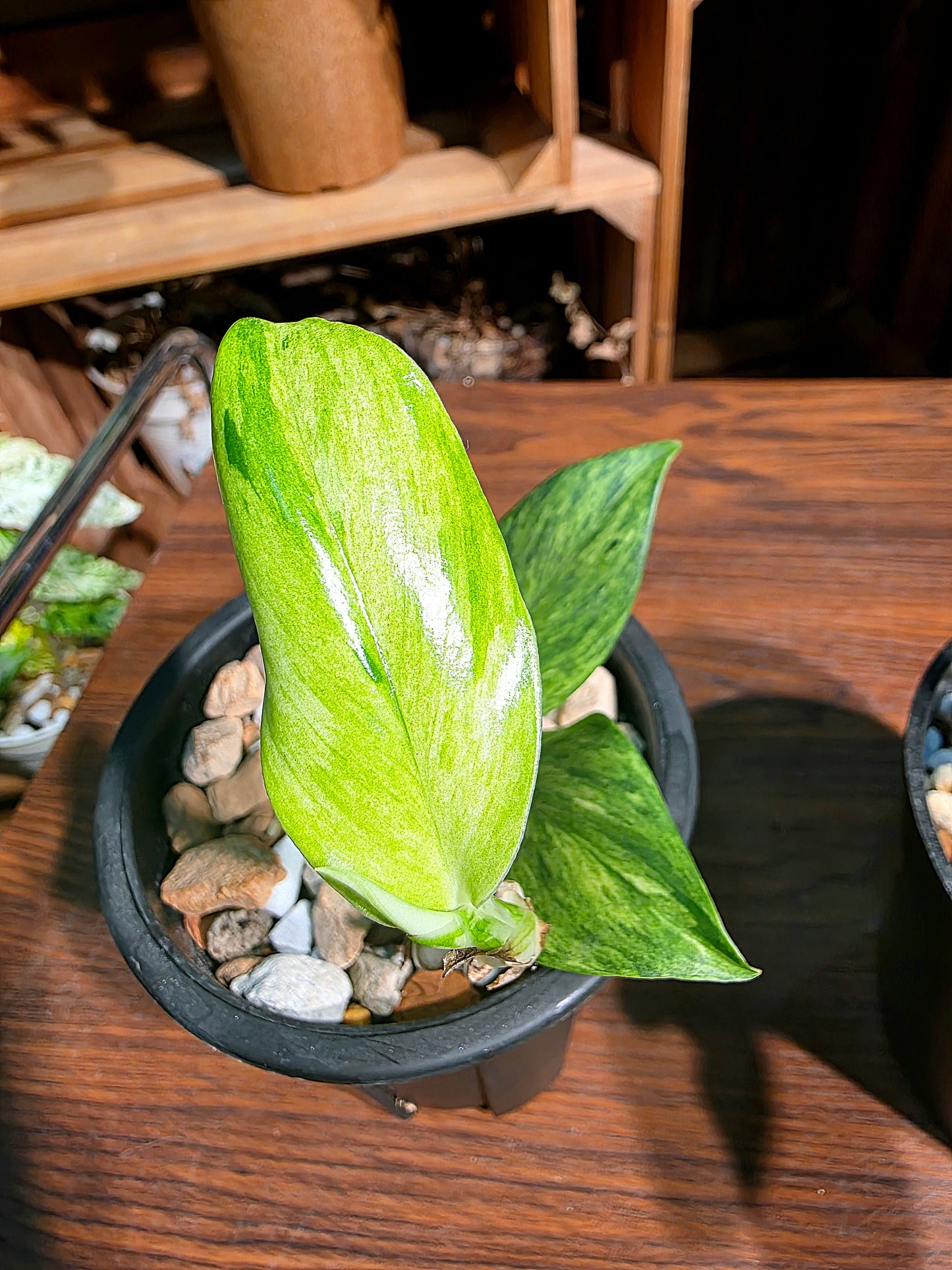 Raphidophora dragons tail aurea variegated 龍尾崖邊藤錦