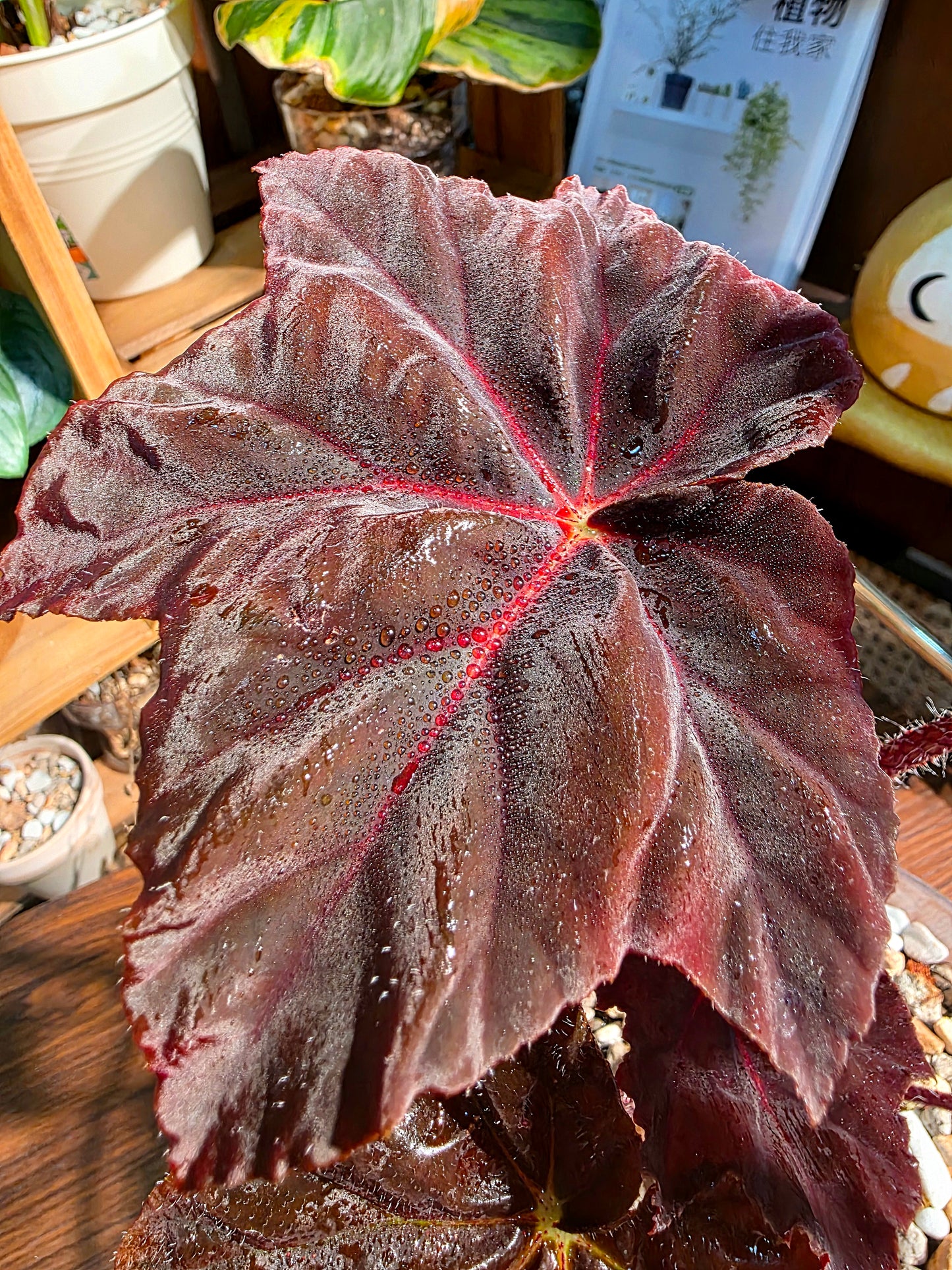 Begonia sp 鬼燈丸秋海棠
