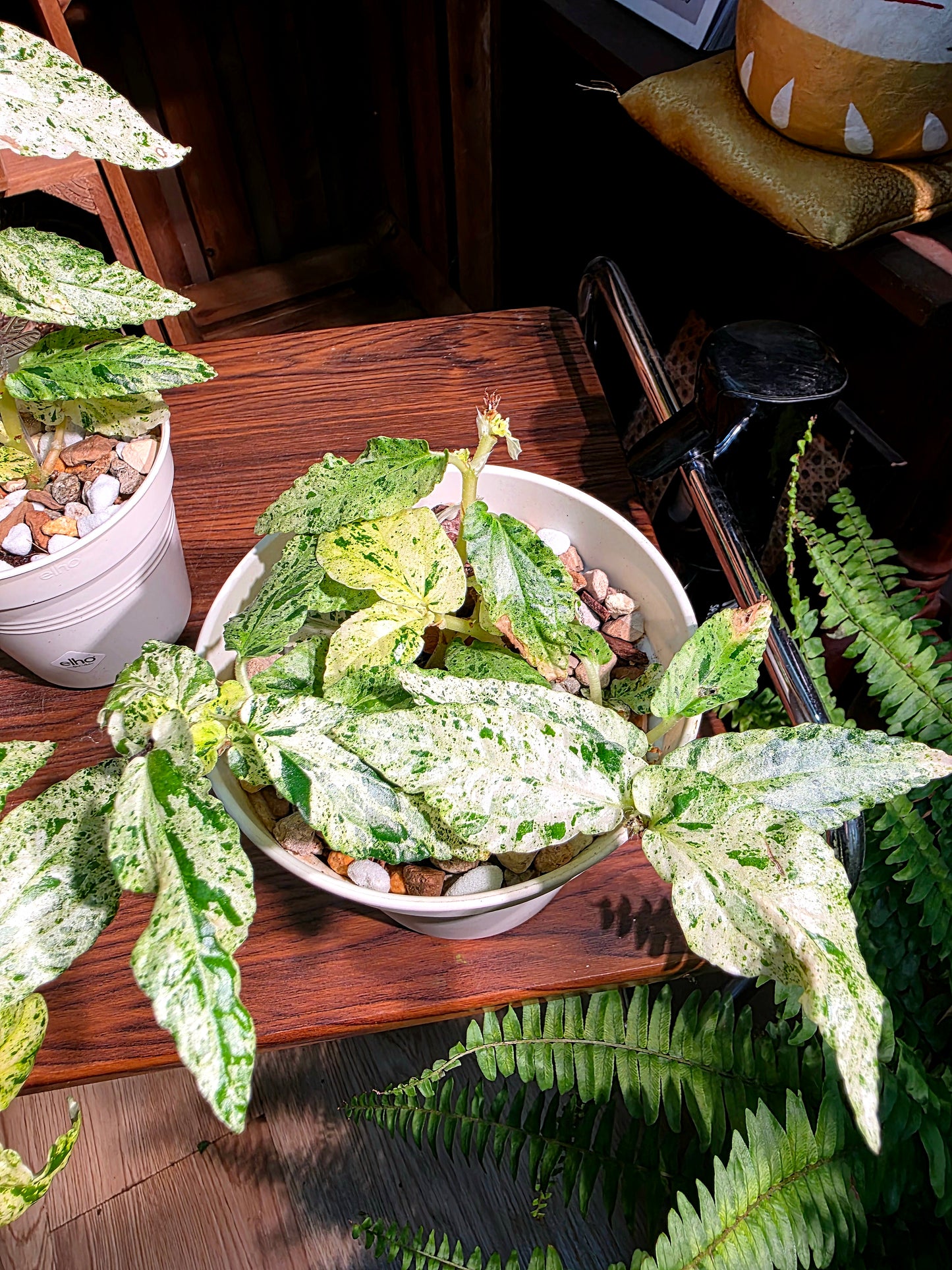 Pellionia repens variegated 薄荷吐煙花