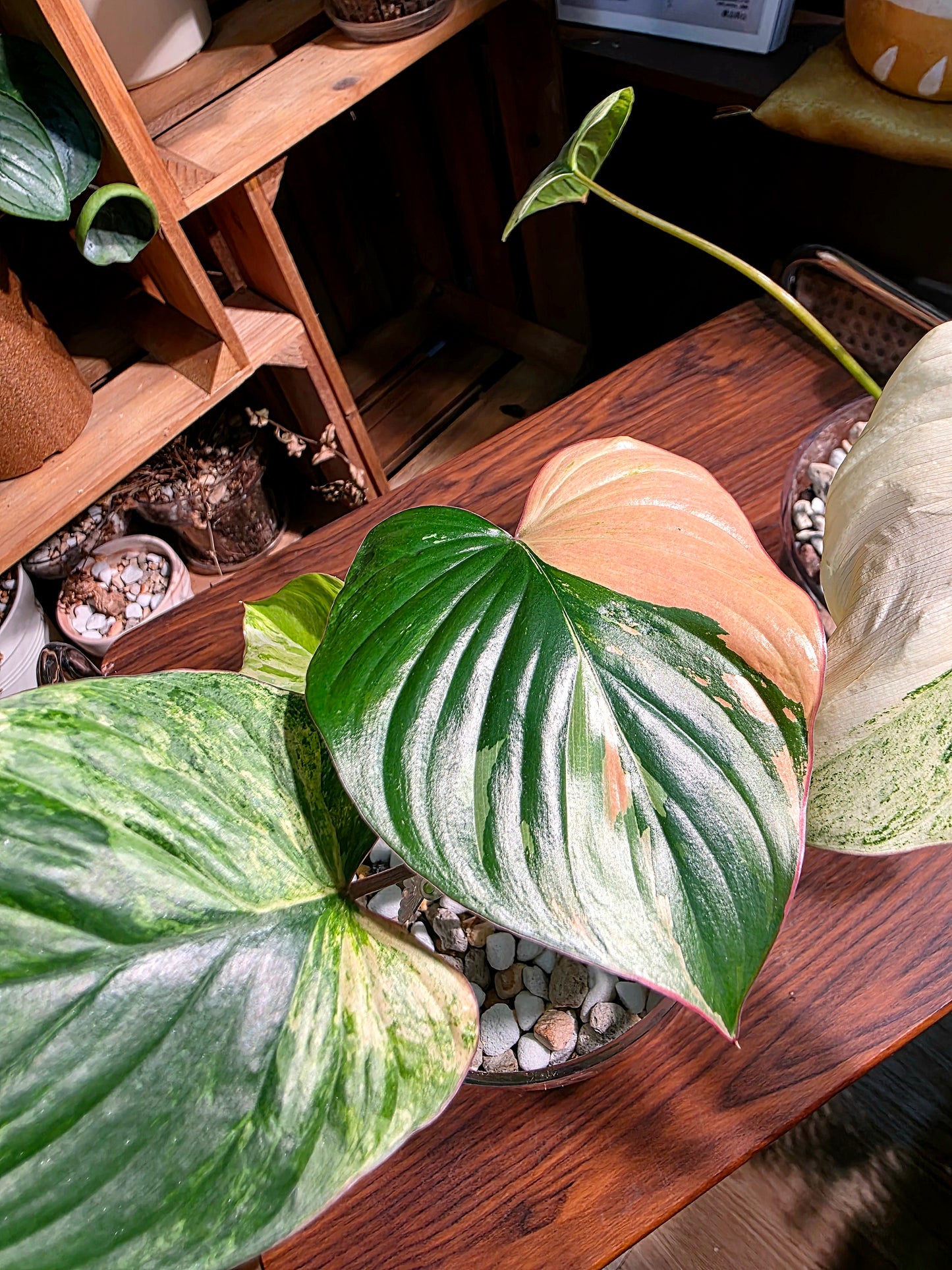 Homalomena variegated pink 粉錦團扇