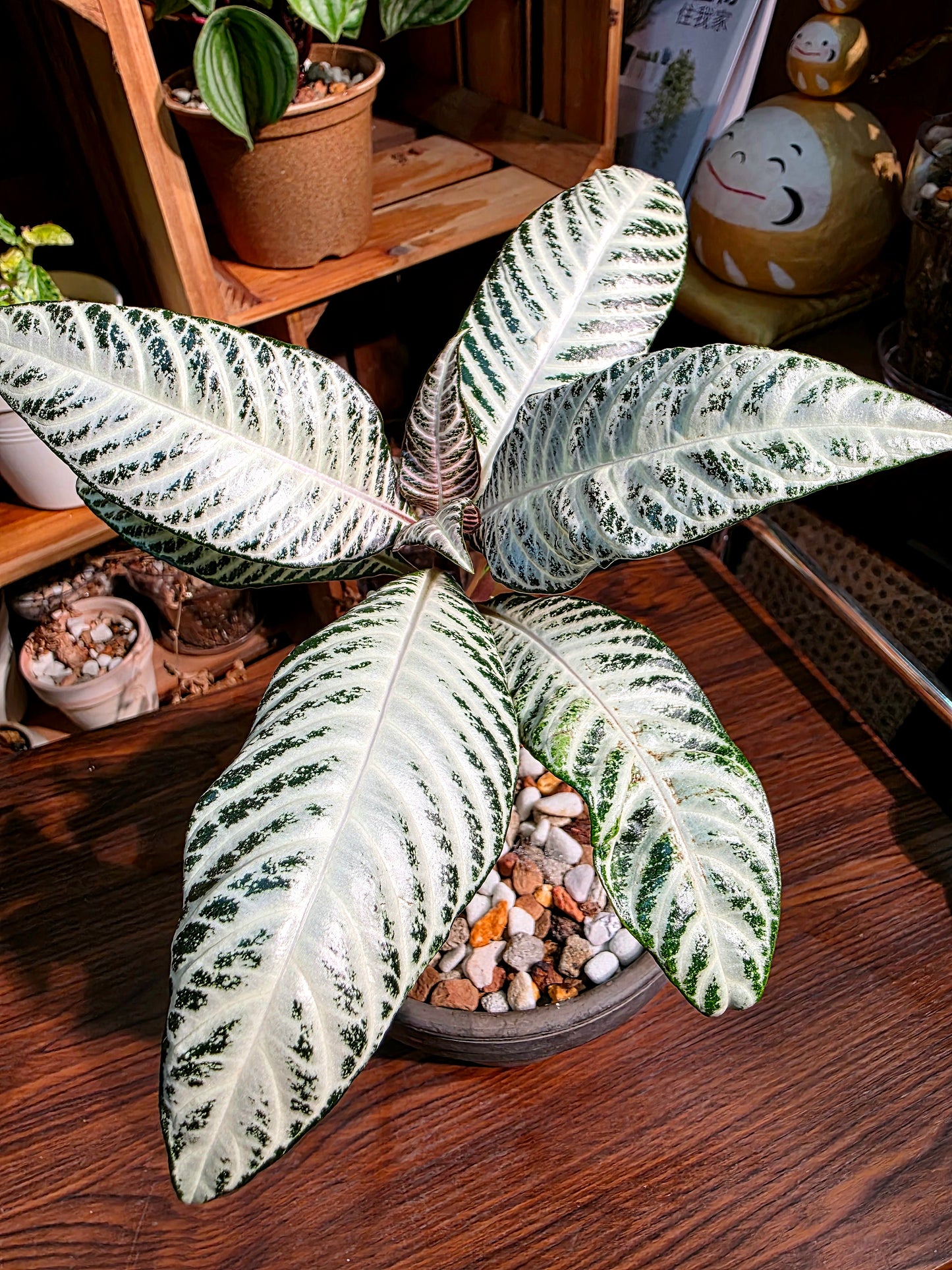 Aphelandra Squarrosa Snow White 白雪爵床