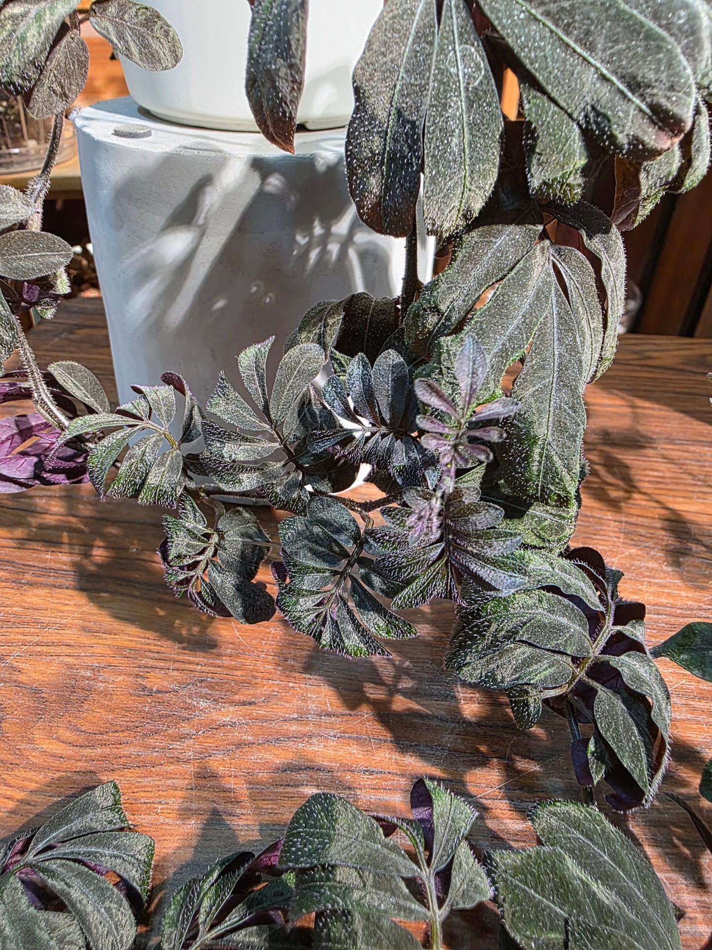 Solanum uleaum 厄瓜多爾茄子