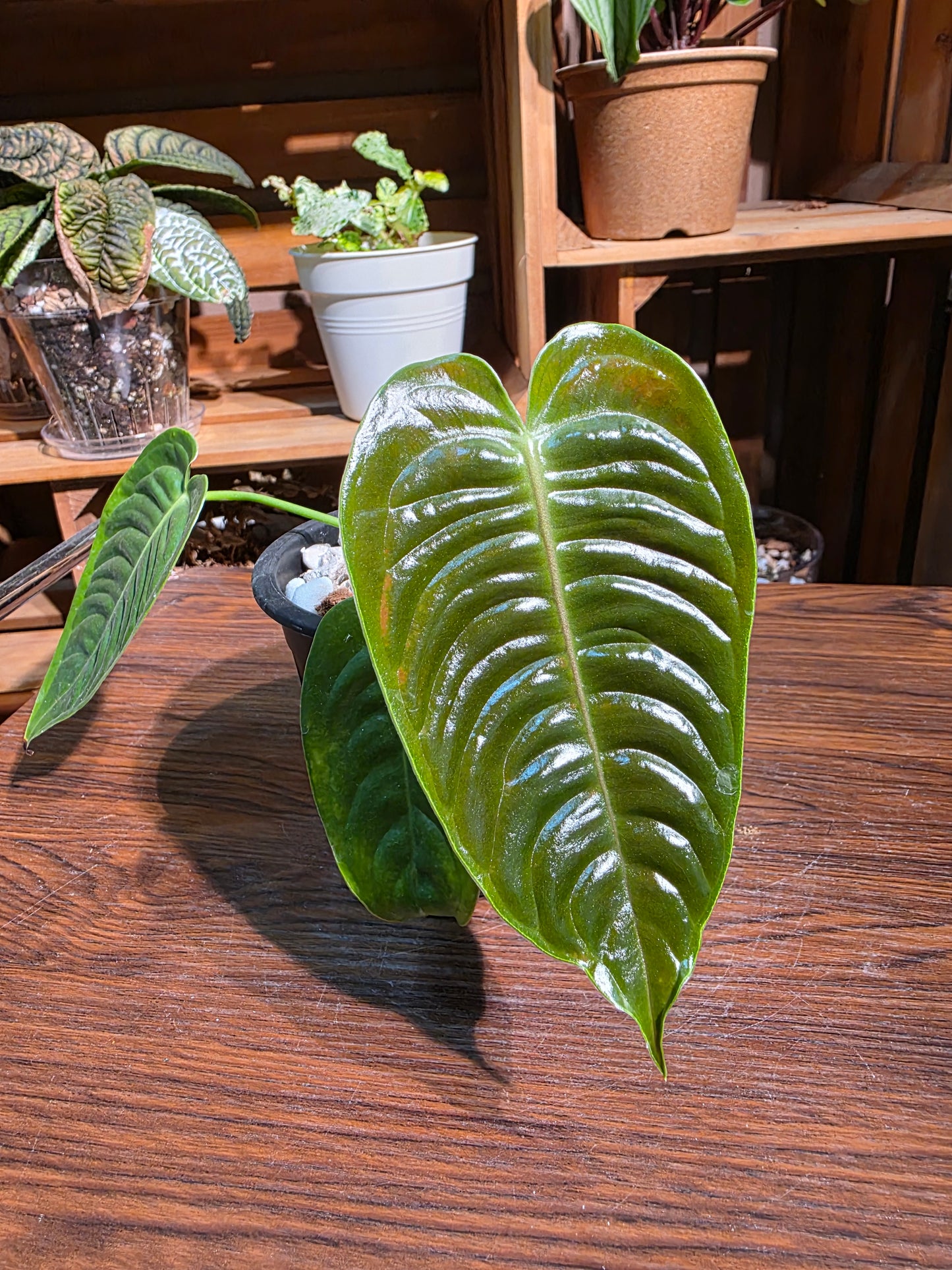 Anthurium veitchii 火鶴王