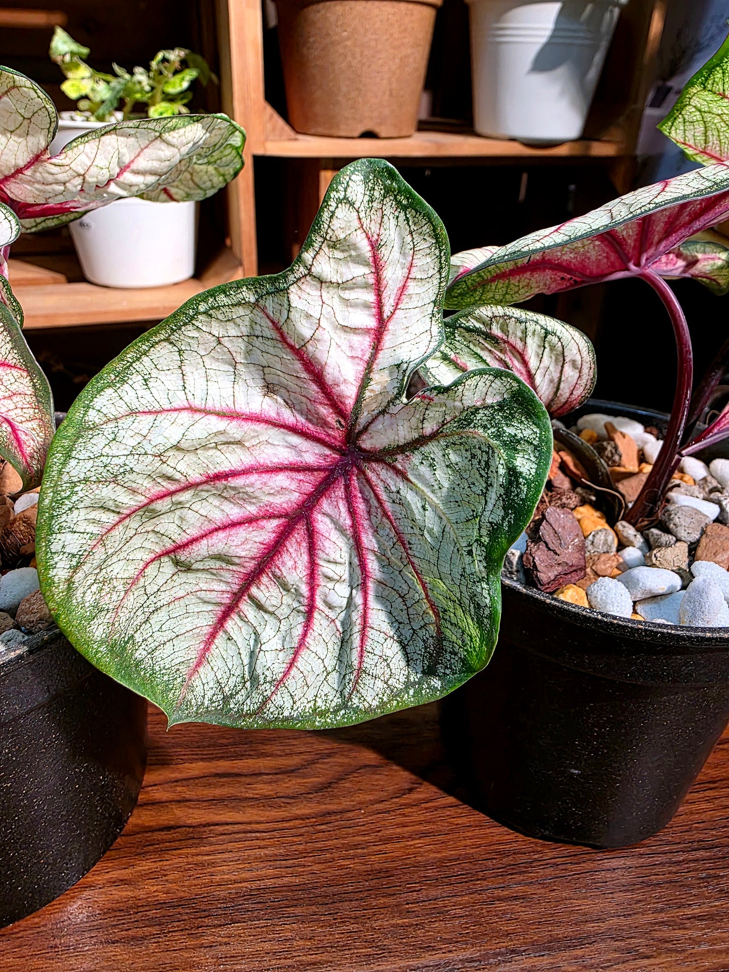 Caladium sp 羅馬假日彩葉芋