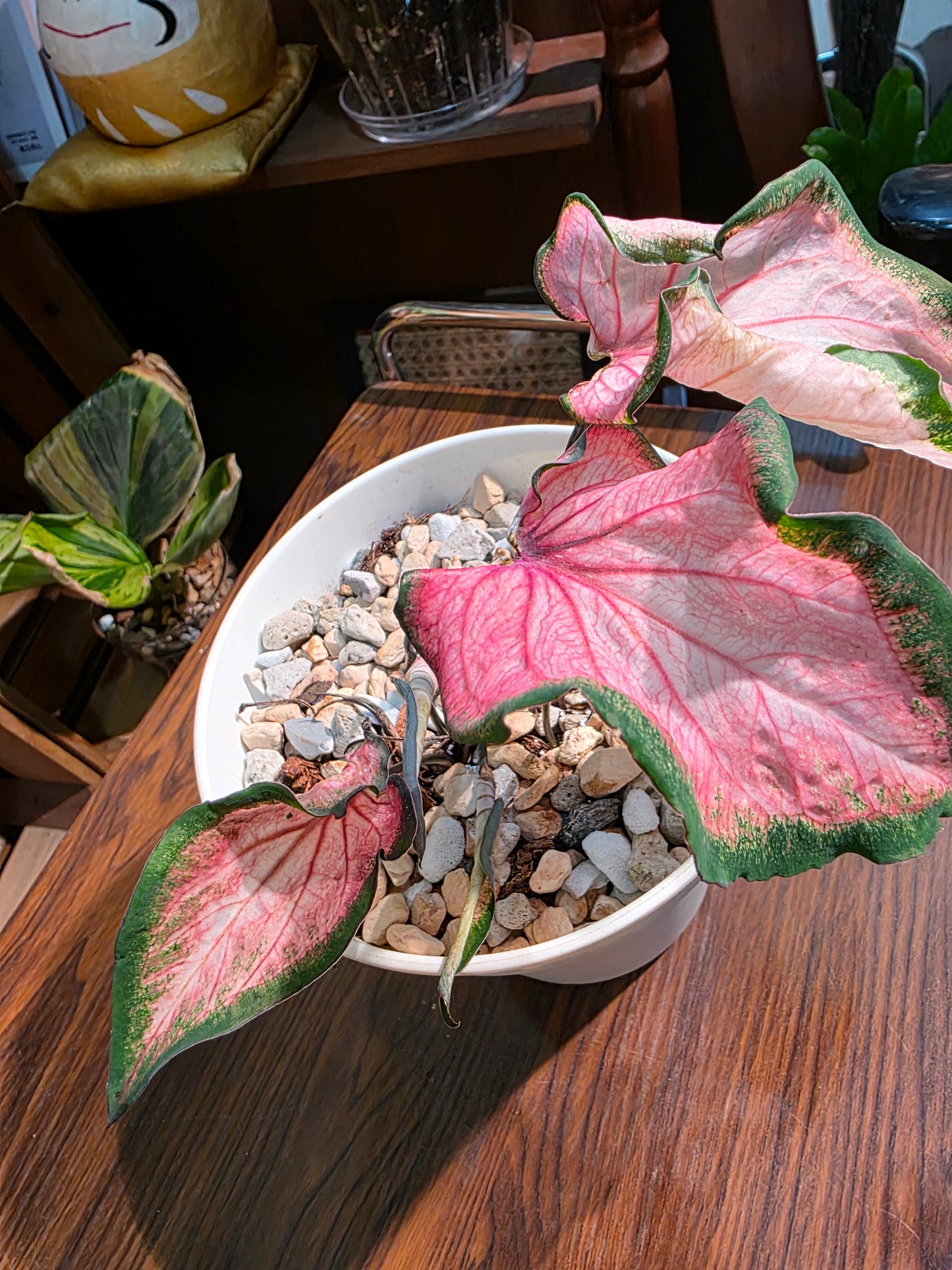 Caladium 彩葉芋