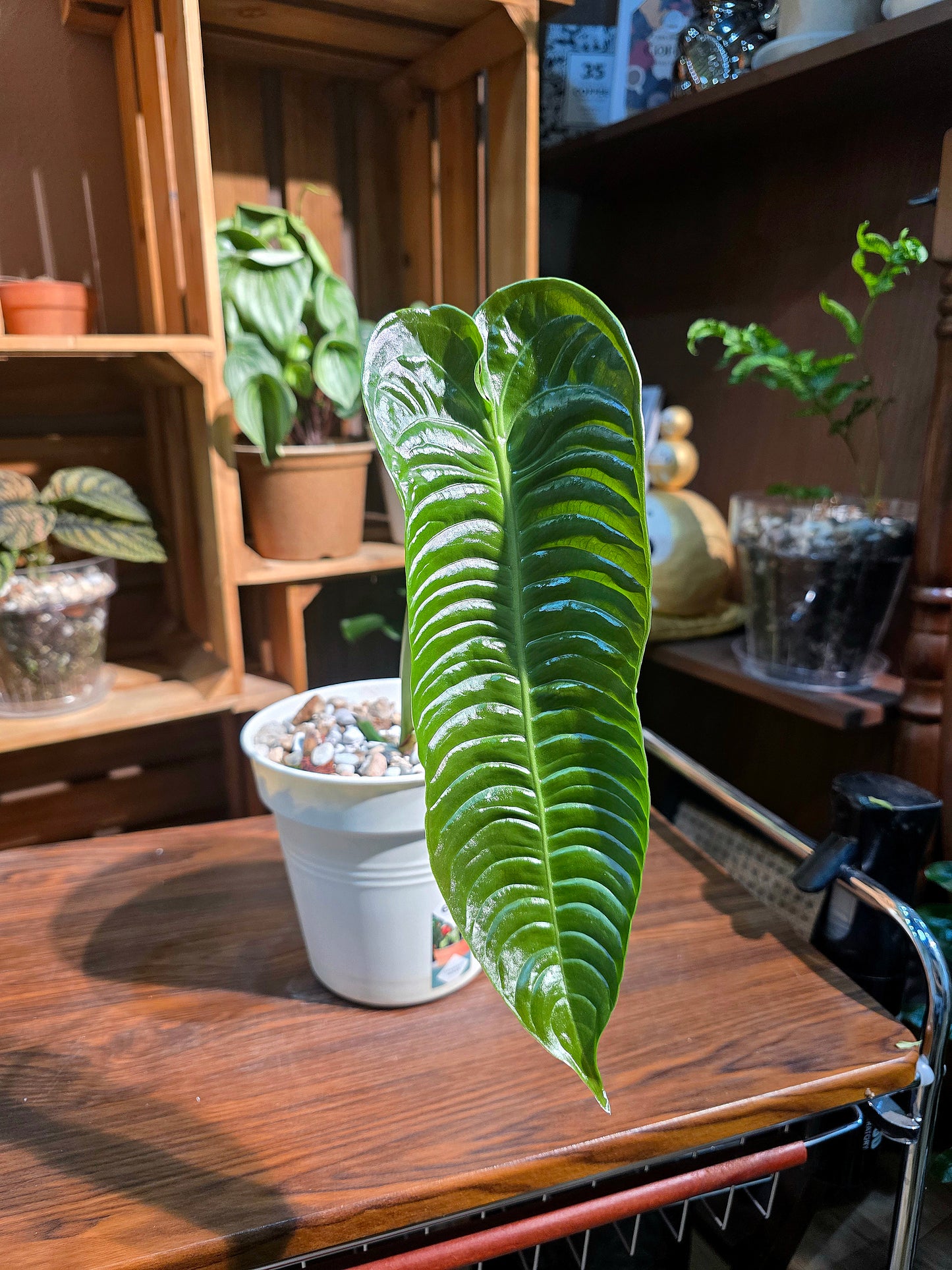 Anthurium veitchii 火鶴王