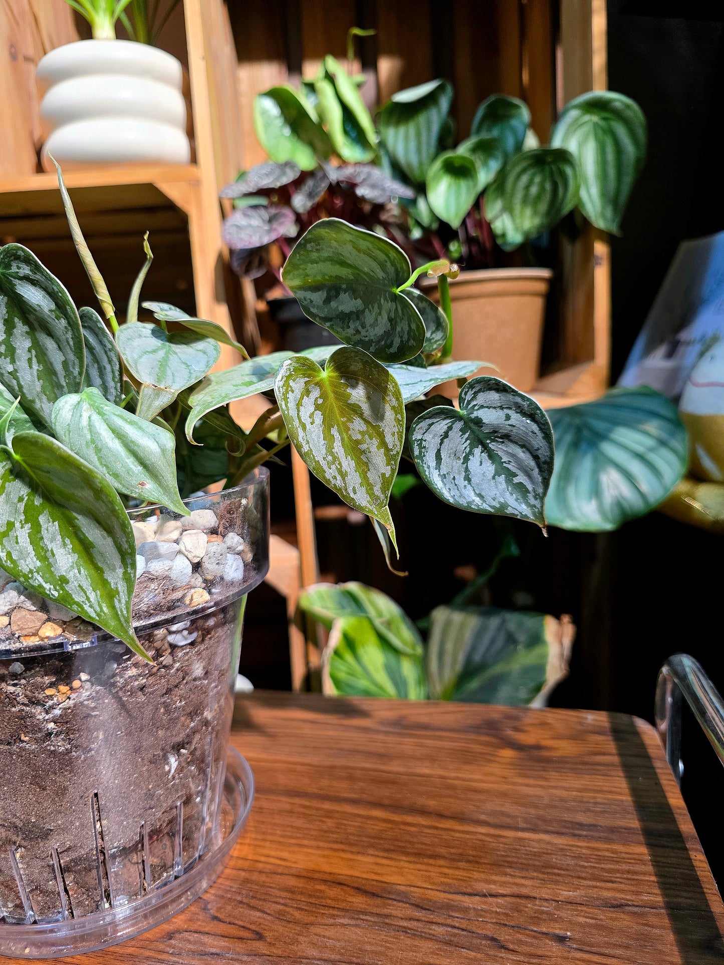 Philodendron brandtianum 白蘭地蔓綠絨