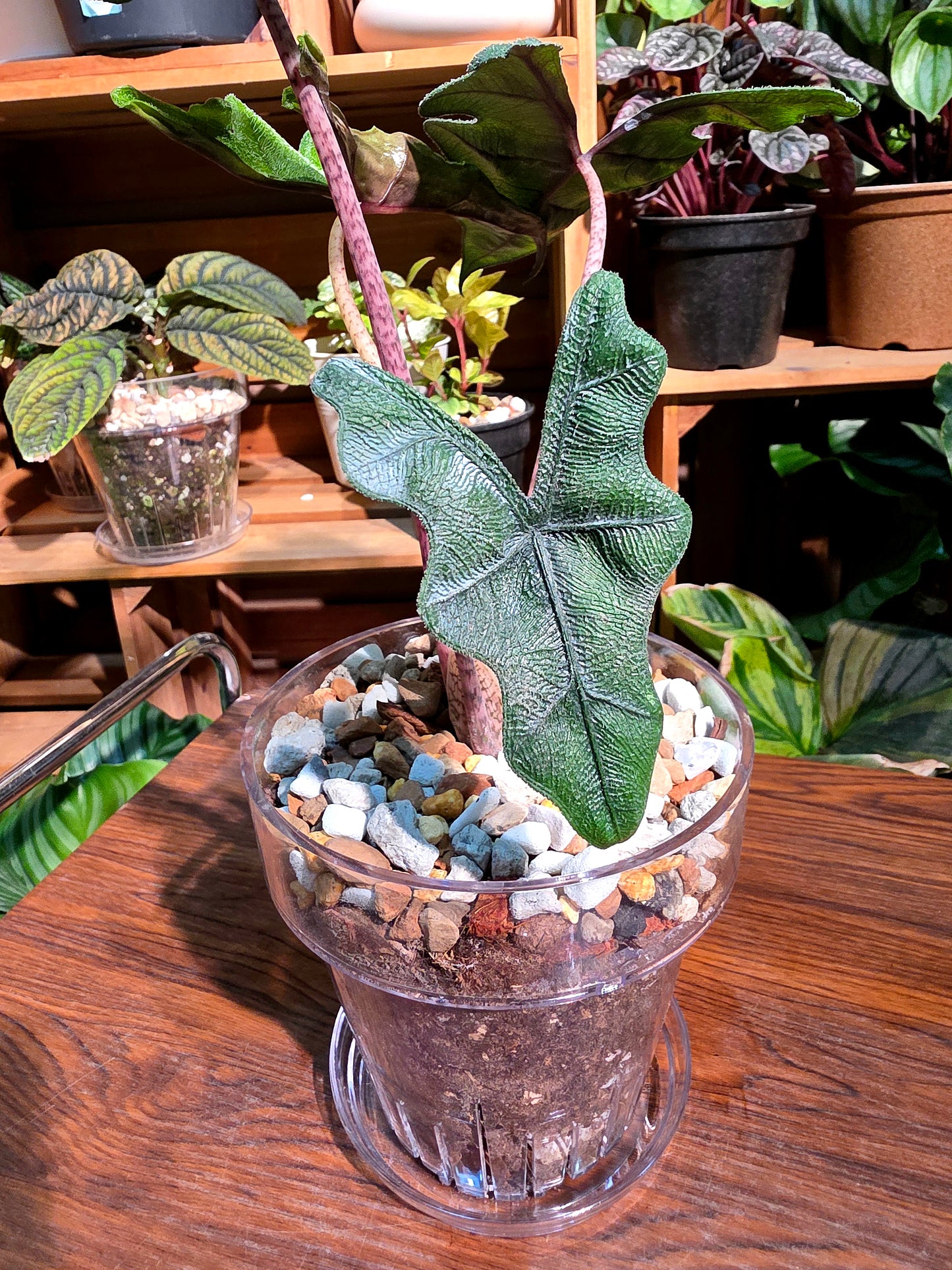 Alocasia jacklyn 傑克林海芋