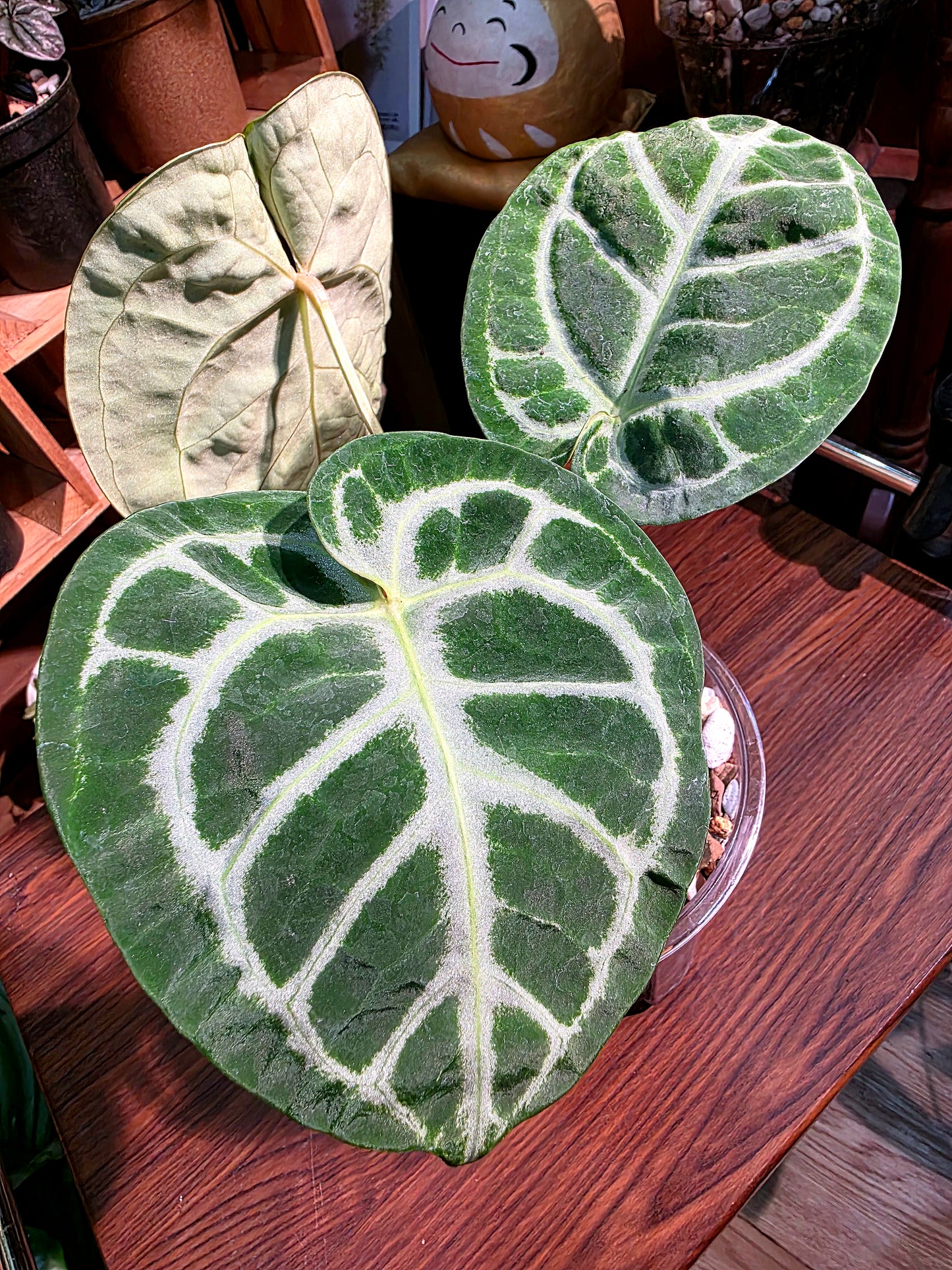 Anthuruium dorayaki x crystallinum