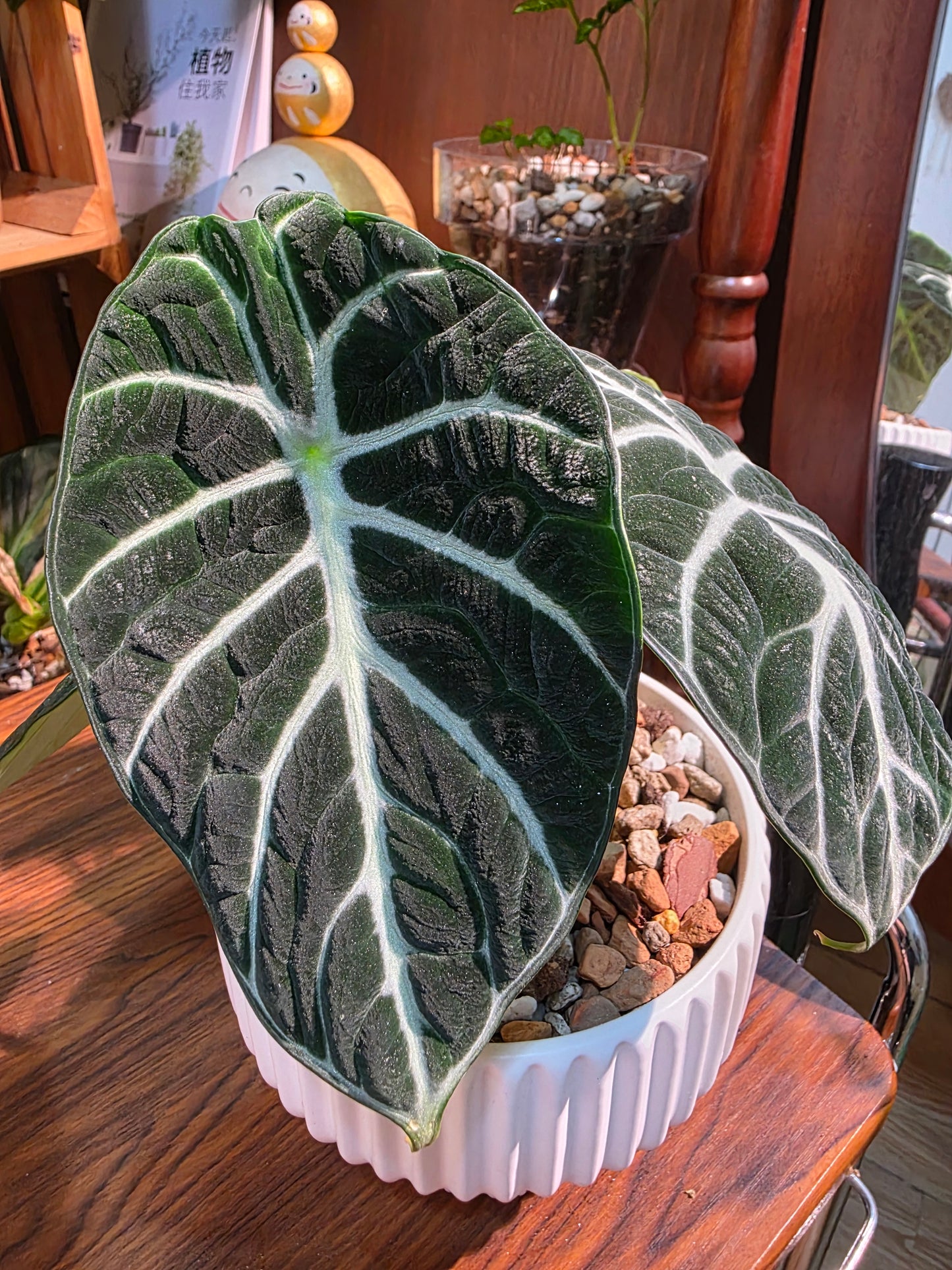 Alocasia ninja 忍者海芋