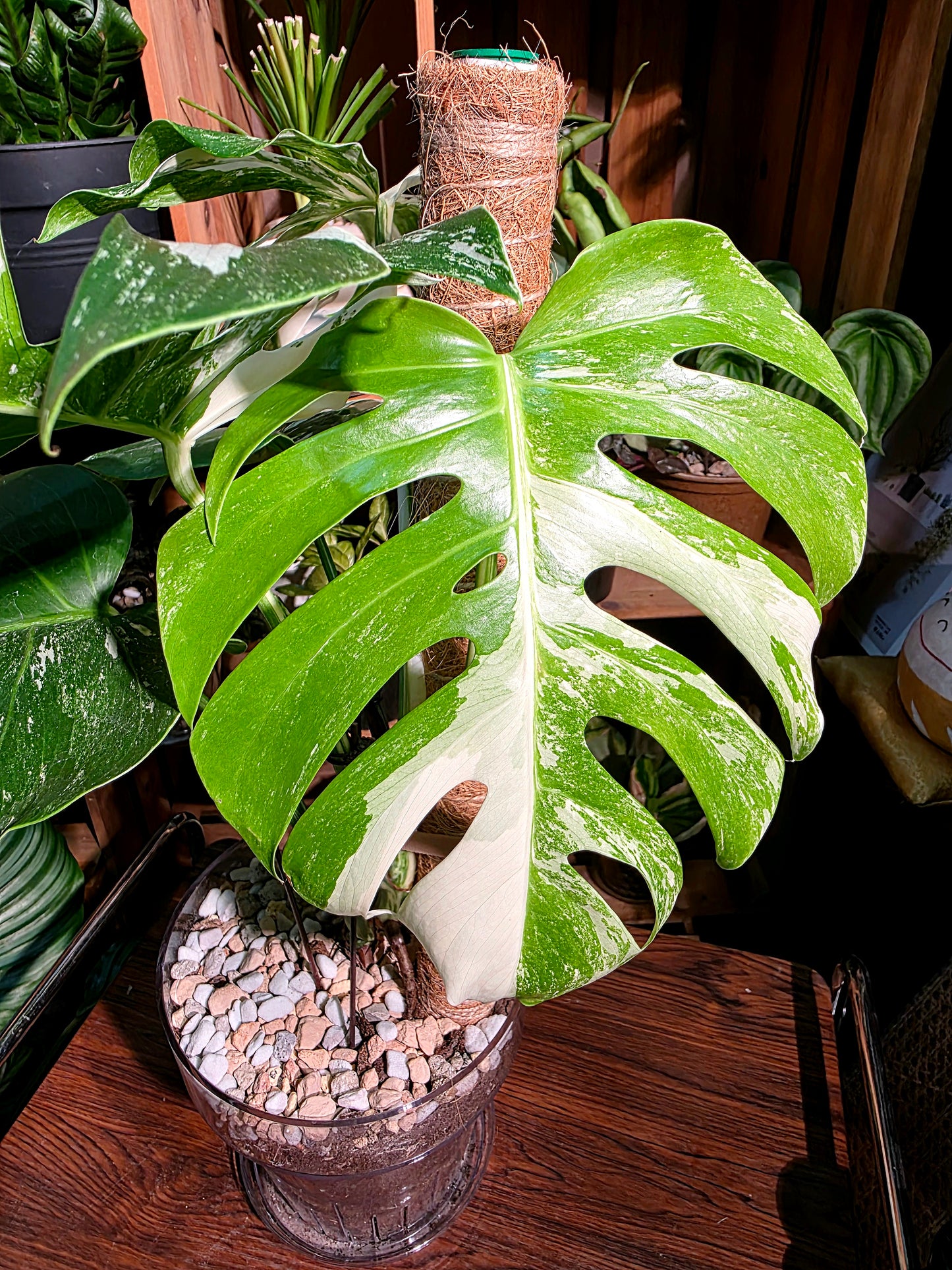 Monstera albo variegated 白斑龜背竹