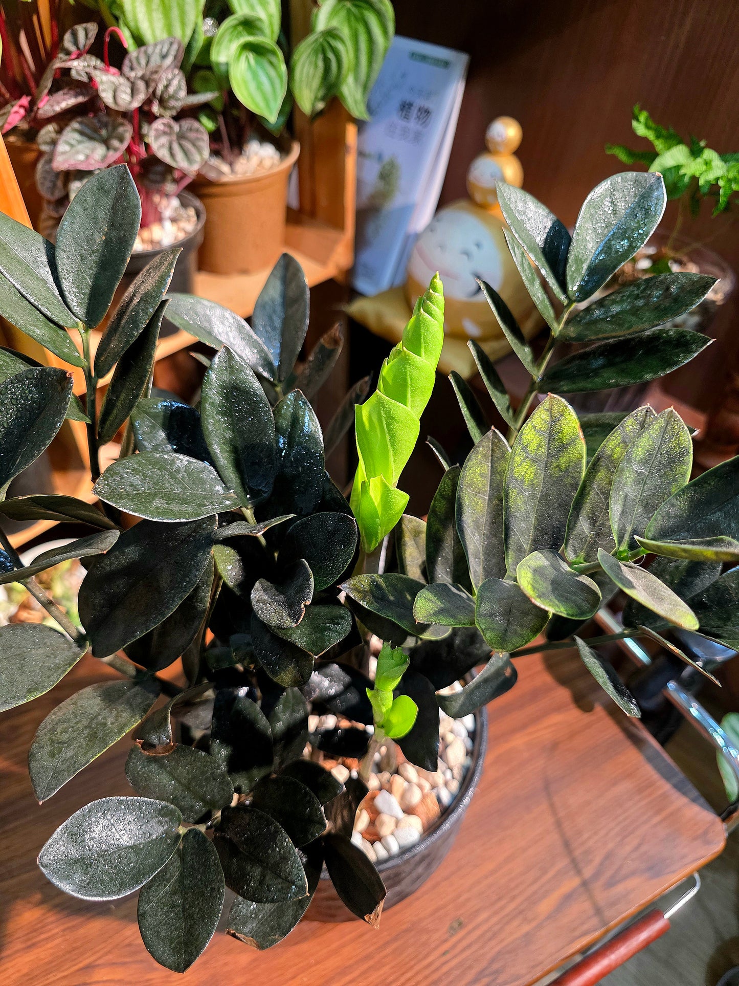 Zamioculcas zamiifolia Raven 黑葉金錢樹