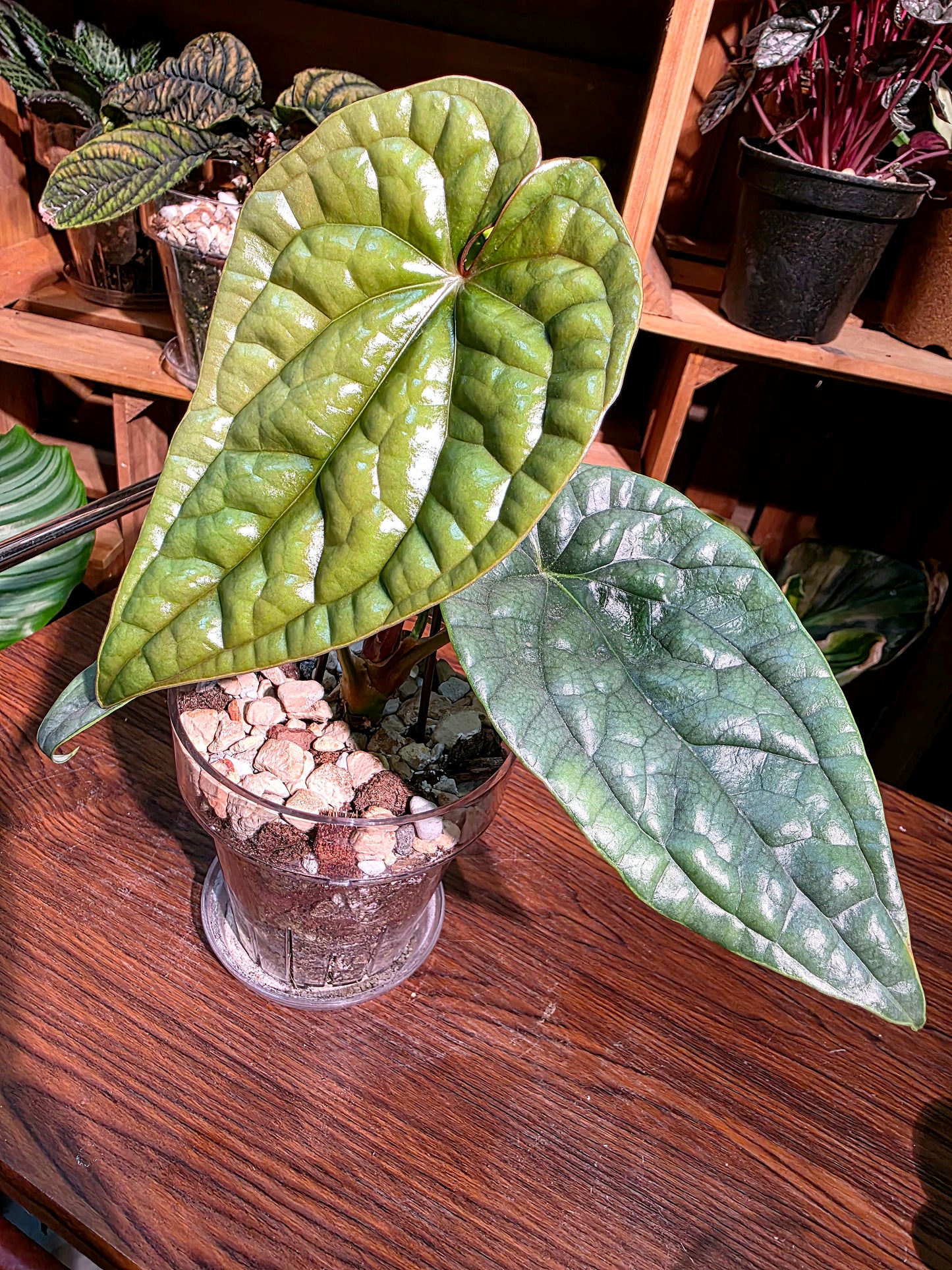 Anthurium luxurians platinum 鉑金奢華花燭