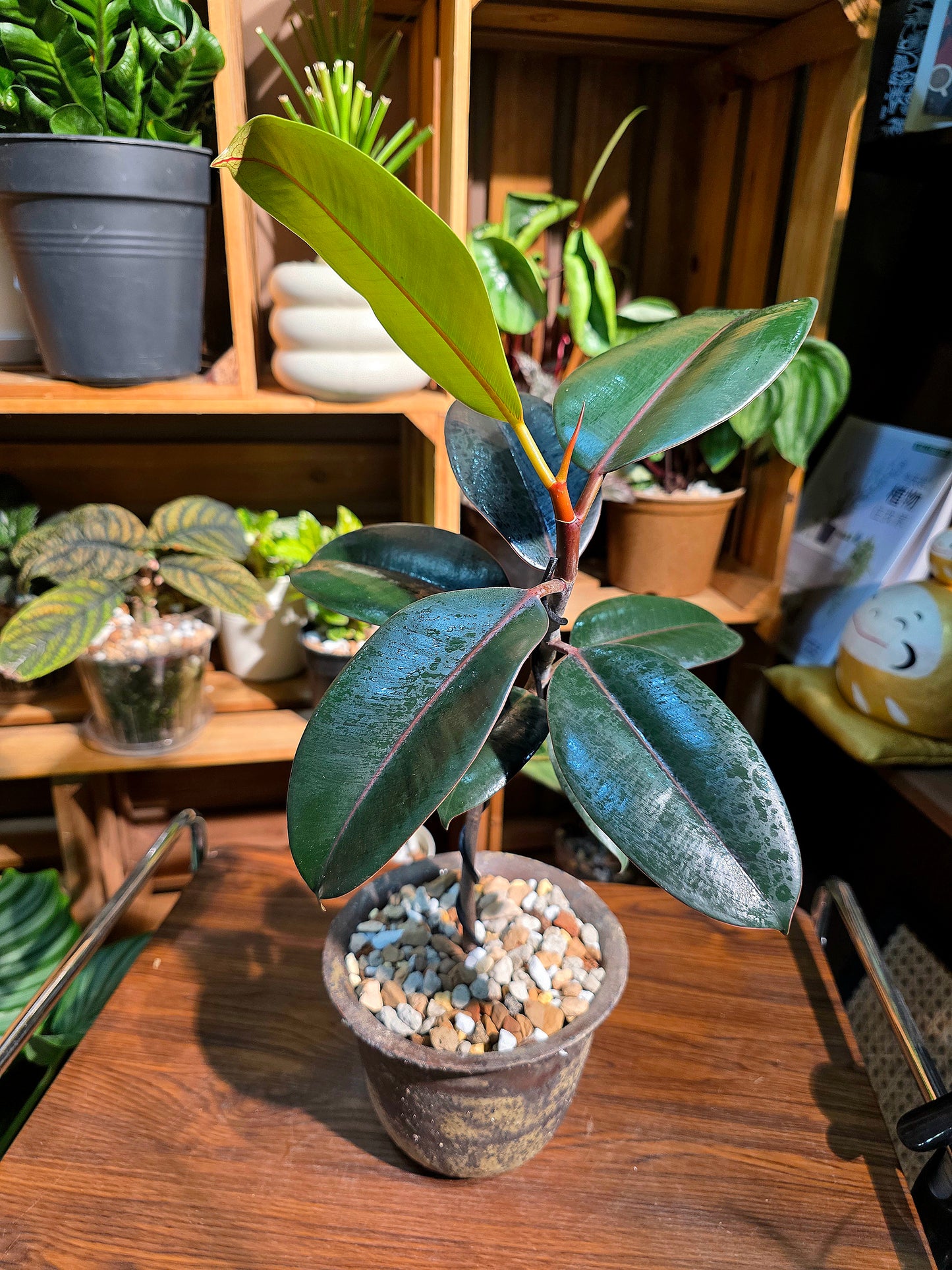 Ficus elastica robusta 黑金剛橡皮樹