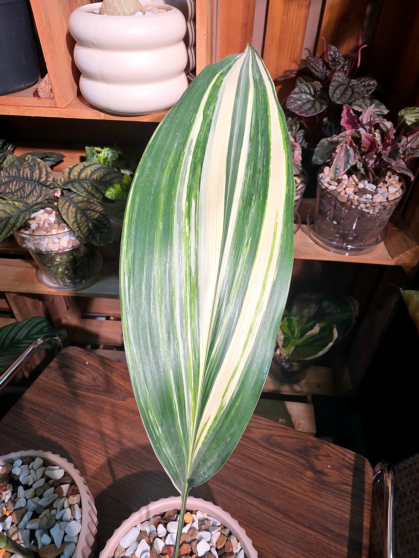 Aspidstra elatior variegated 斑葉一葉蘭