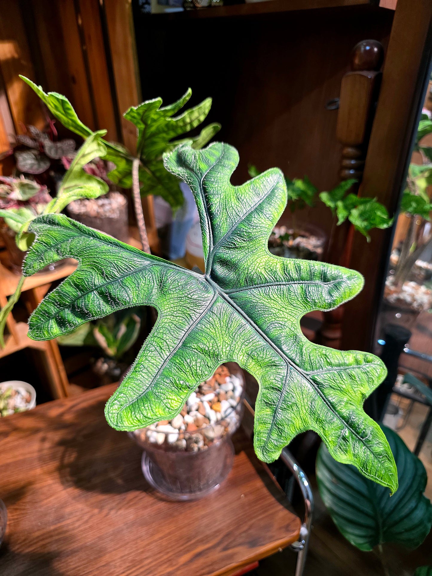 Alocasia jacklyn 傑克林海芋
