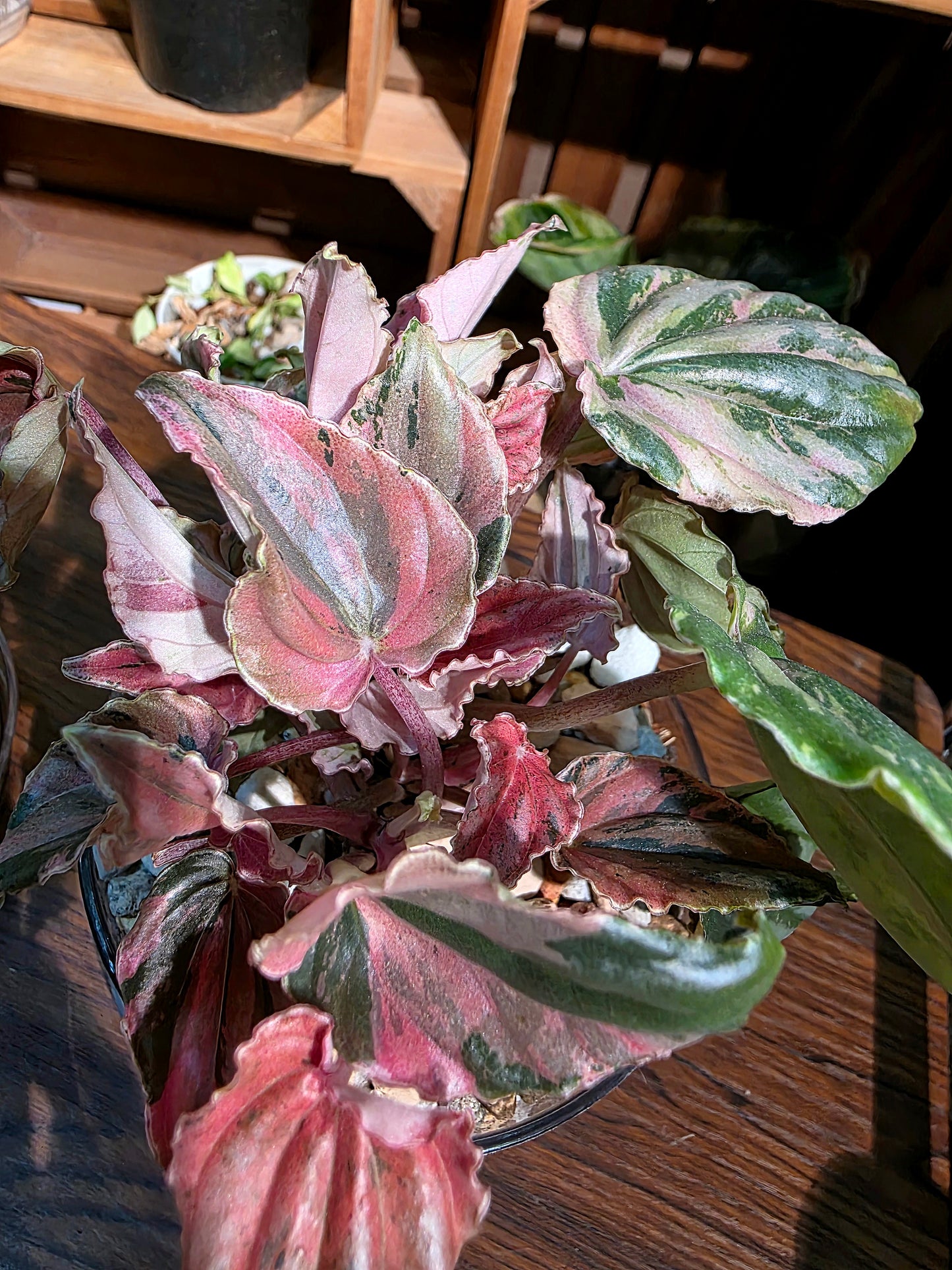 Peperomia pink lady 椒草錦