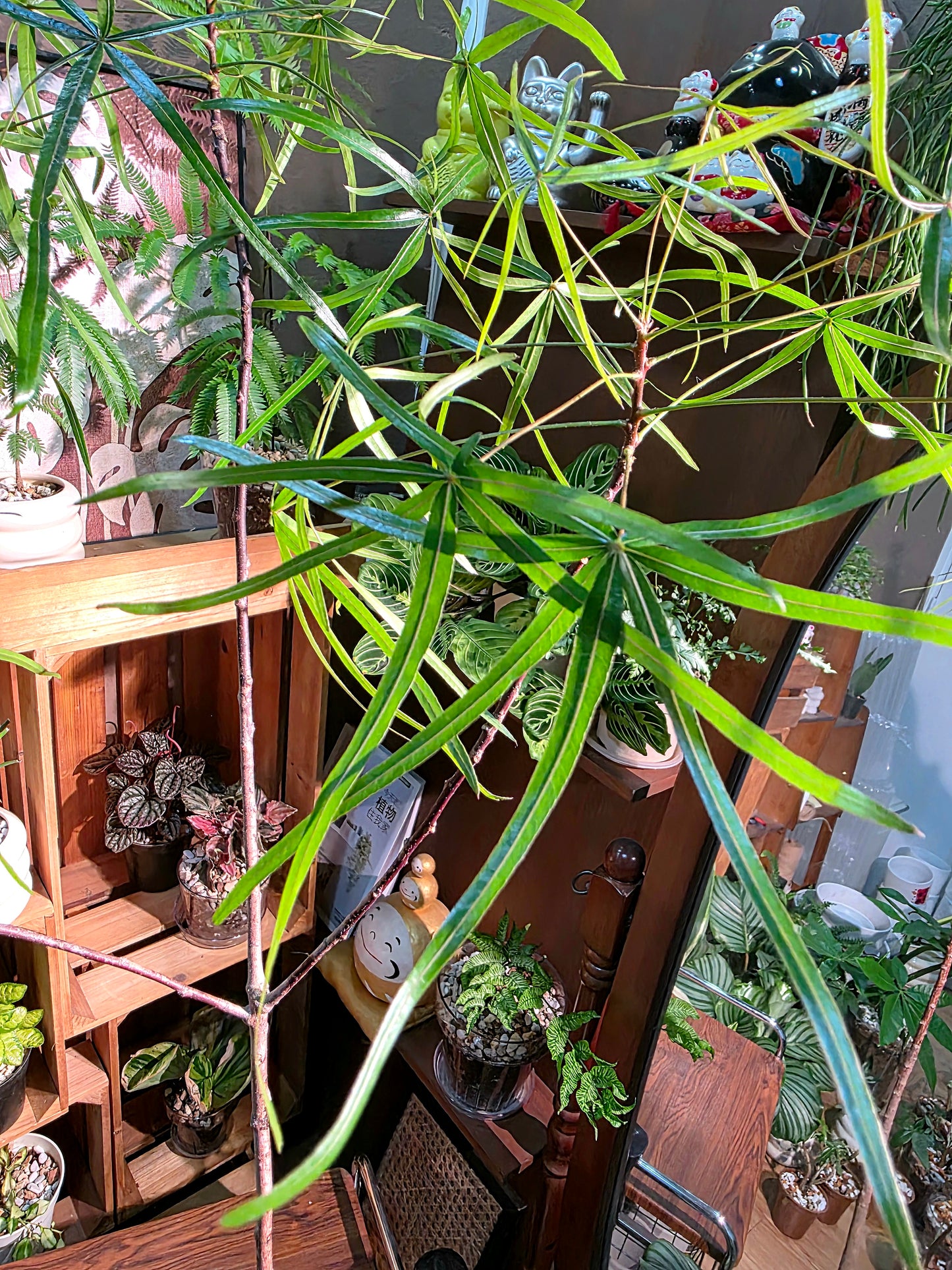 Brachychiton rupestris 昆士蘭瓶幹樹