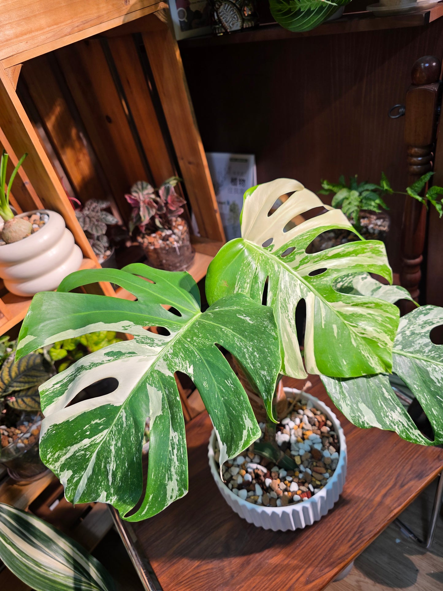 Monstera albo variegated 白斑龜背竹