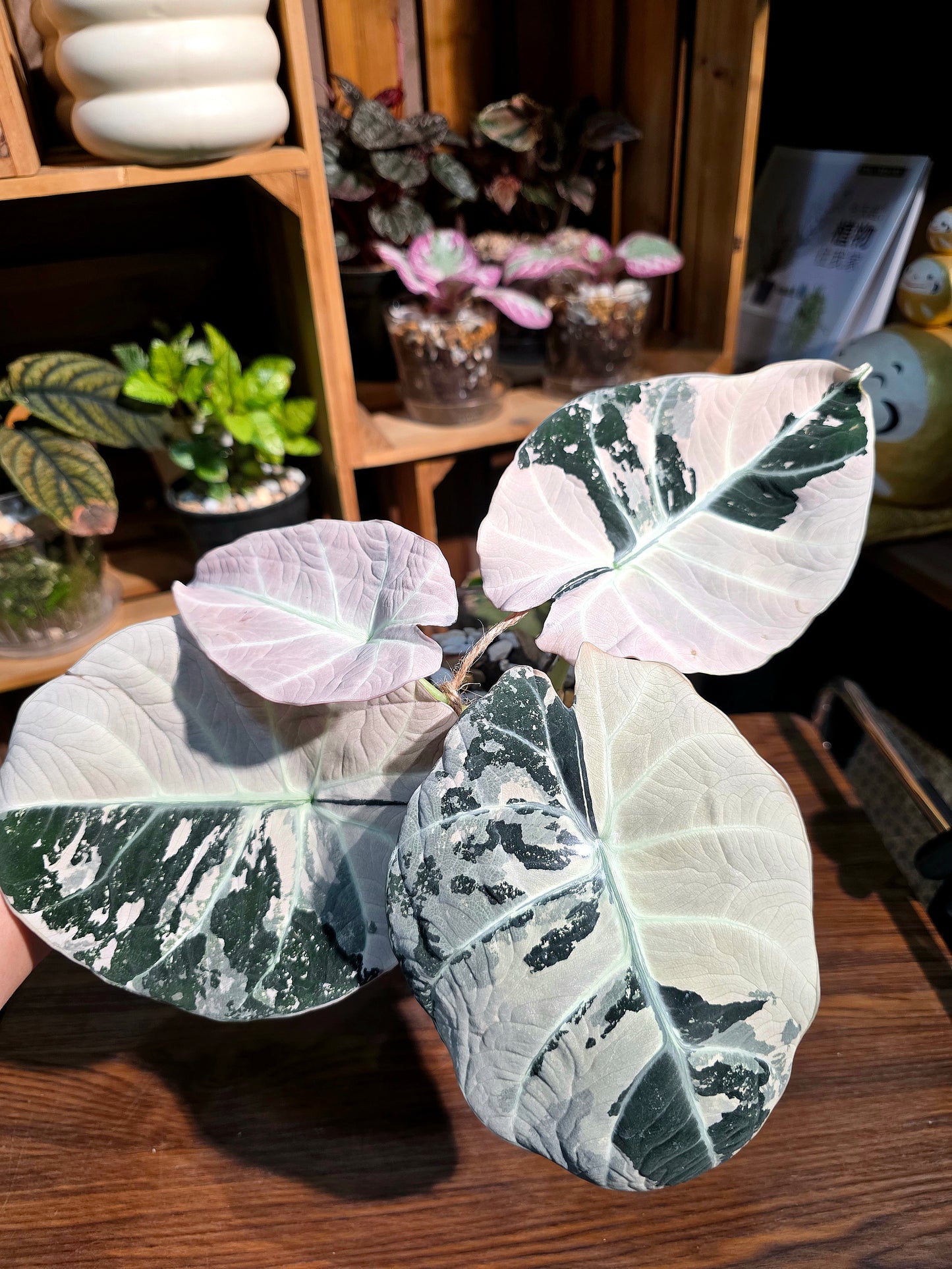 Alocasia black velvet variegated pink 粉斑黑天鵝海芋