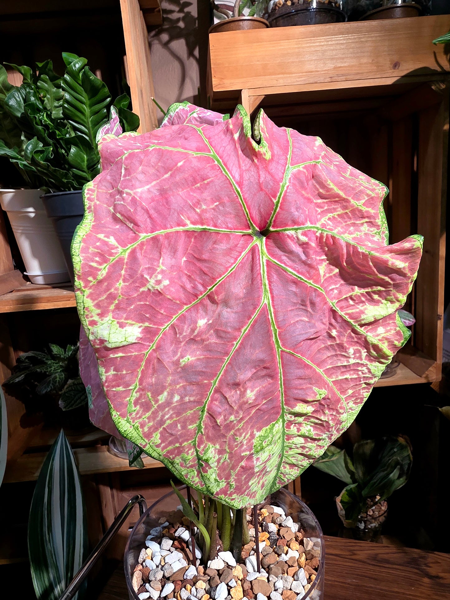 Caladium sp 芭蕾舞彩葉芋