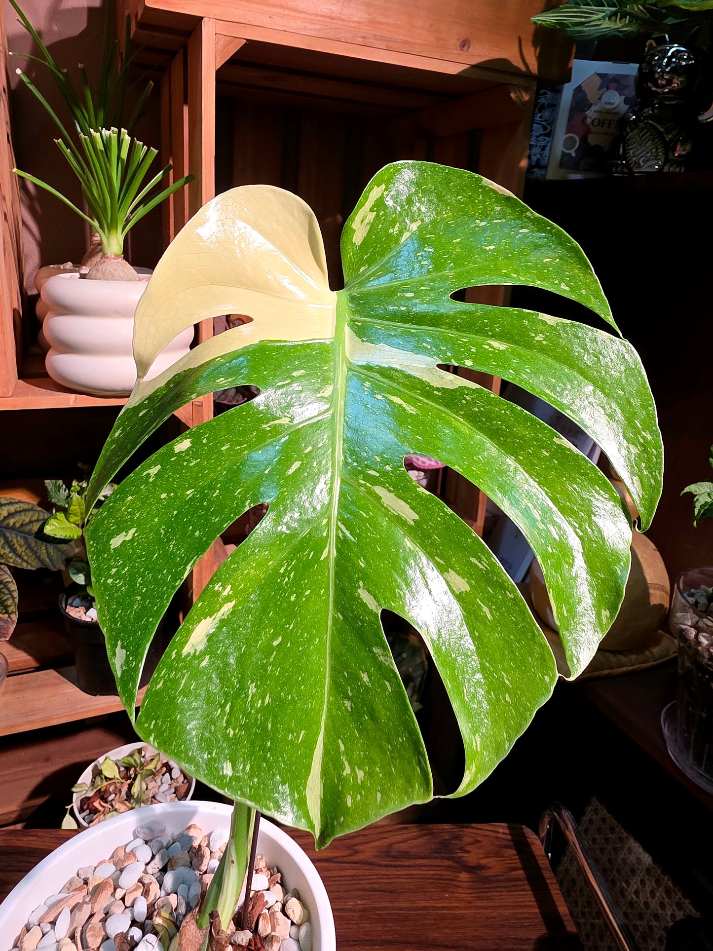 Monstera thai constellation 灑金龜背竹