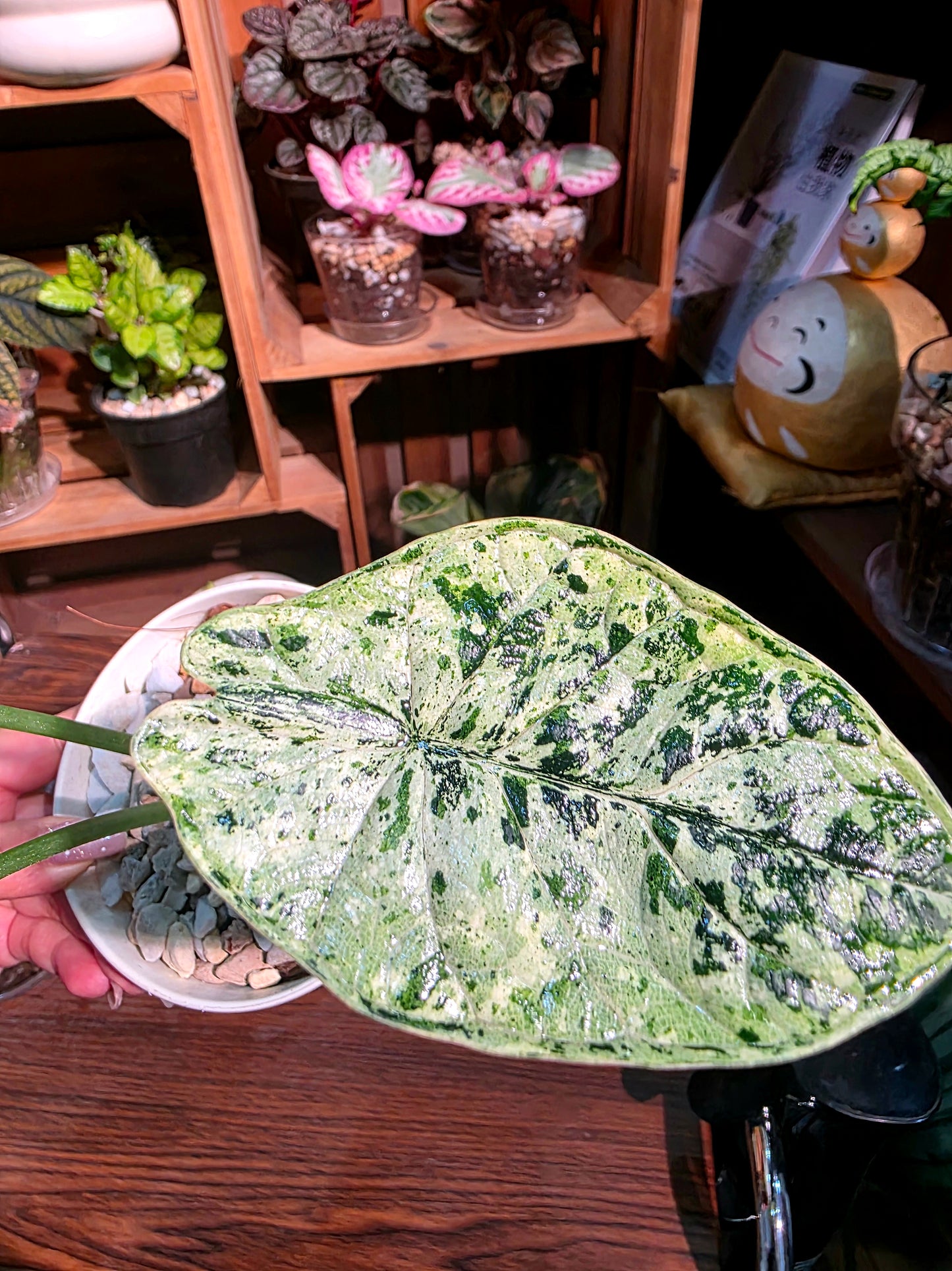 Alocasia dragon scale variegata 龍麟錦海芋