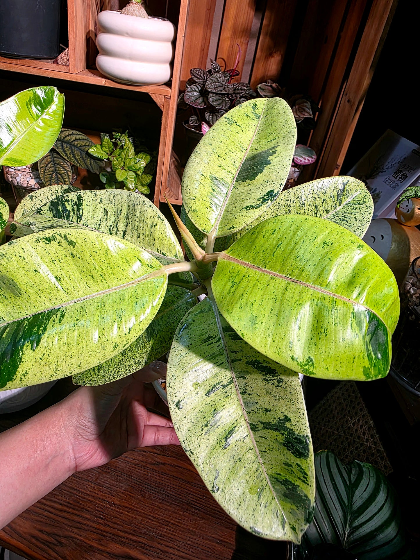 Ficus elastica Shivereana 雀斑小姐橡皮樹