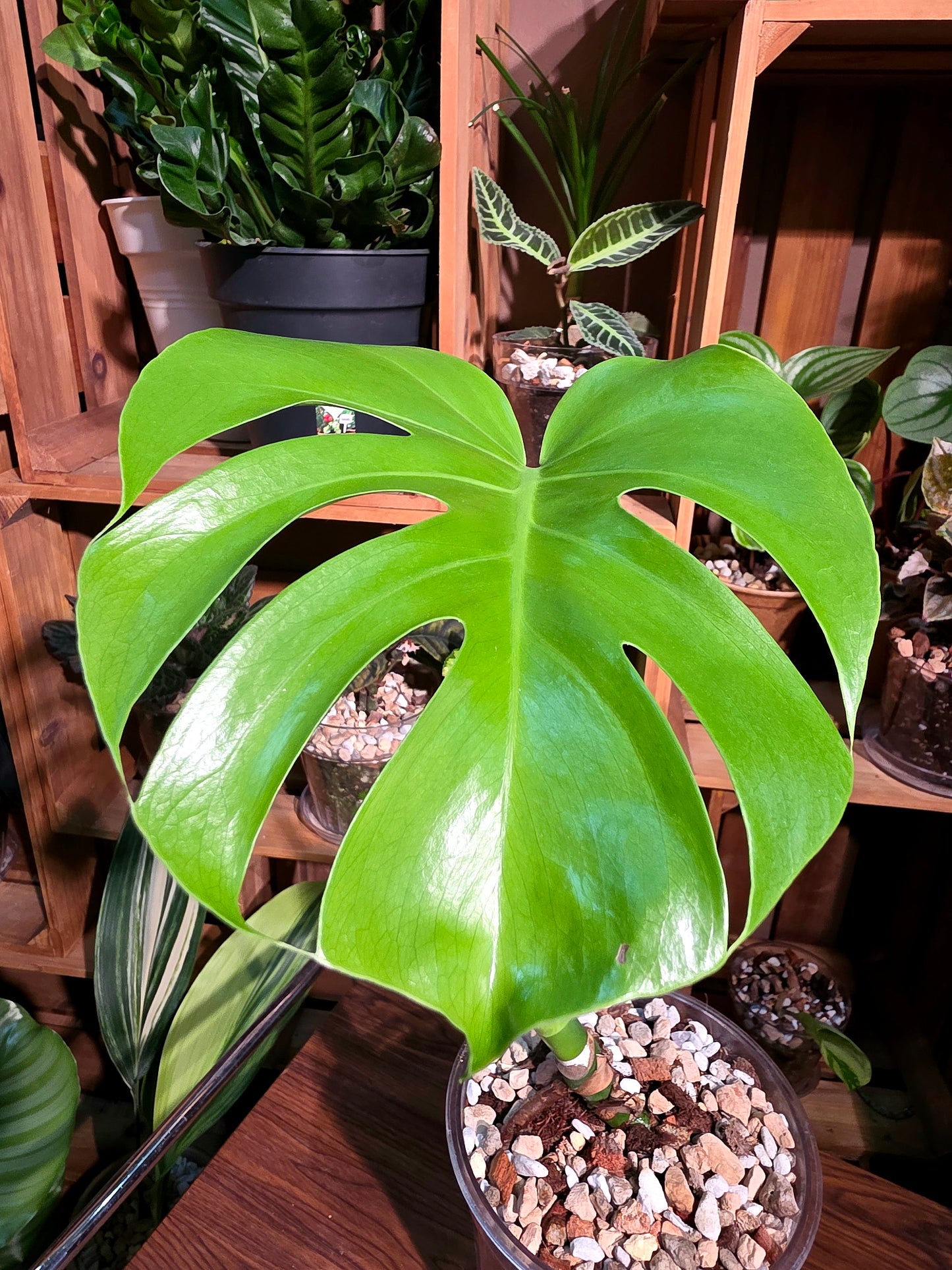 Monstera deliciosa 迷你龜背竹