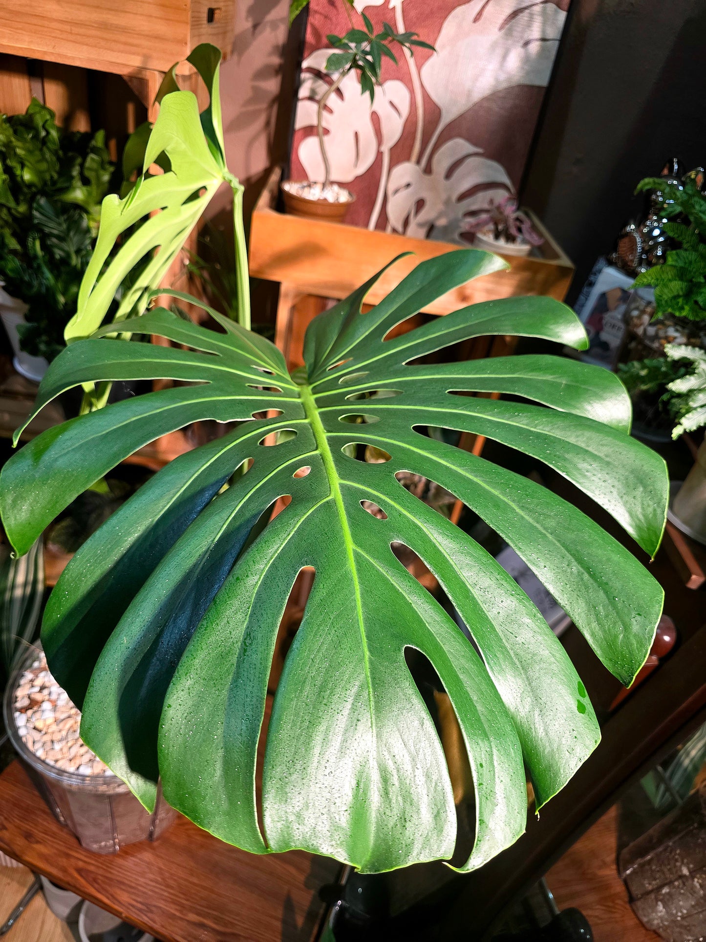 Monstera deliciosa 老樁龜背竹