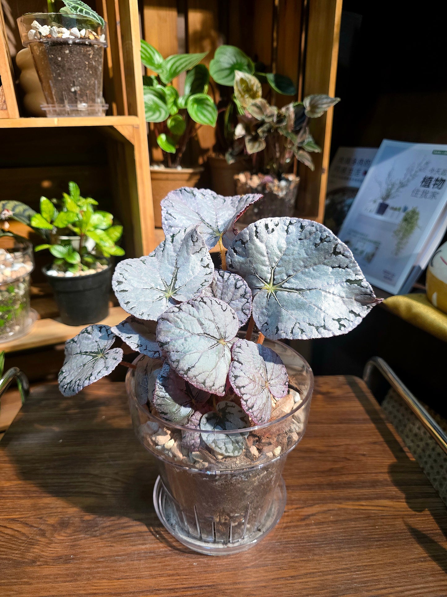 Begonia silver dollar 銀幣秋海棠