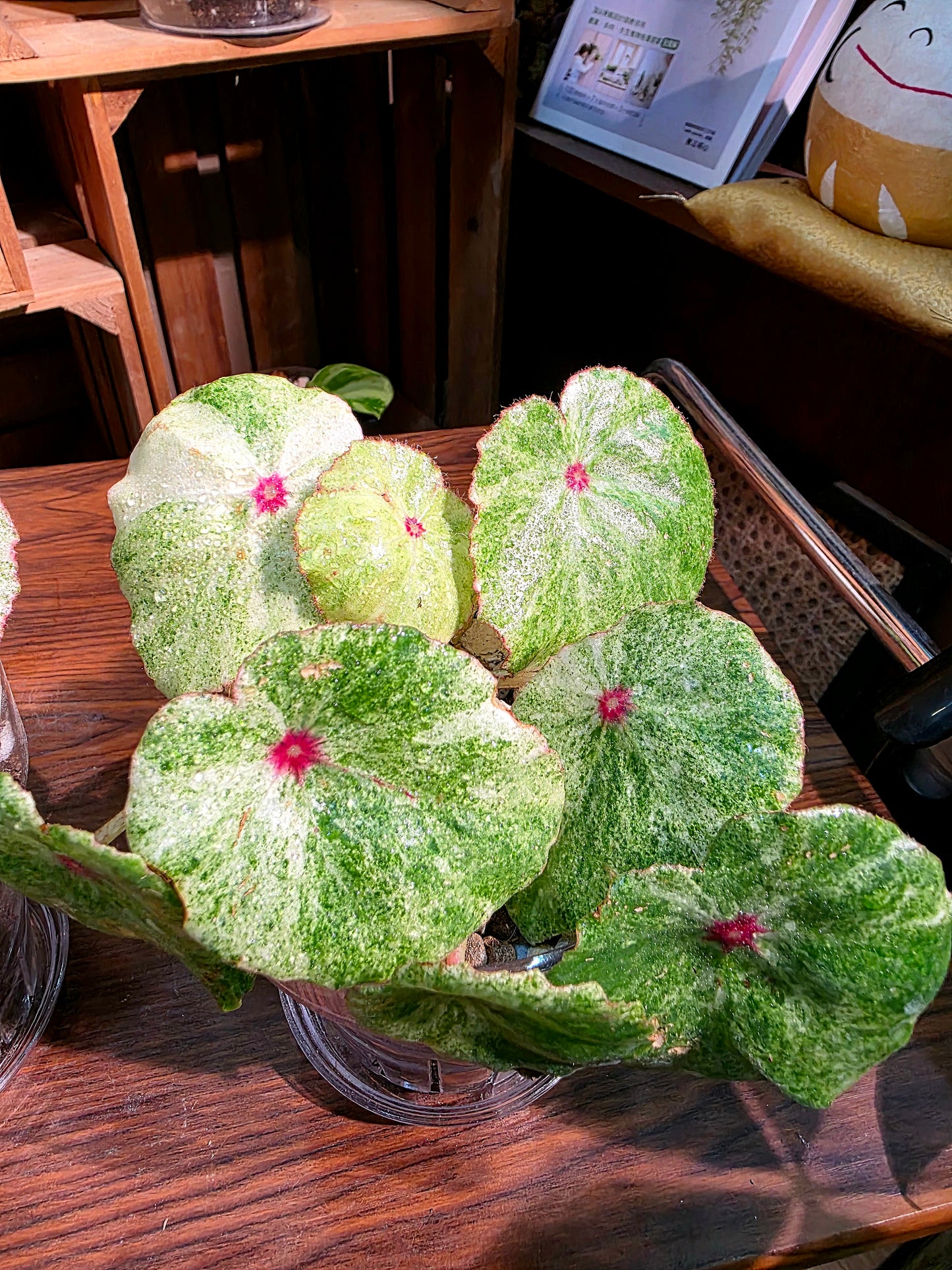 Begonia rouge variegated 胭脂錦秋海棠