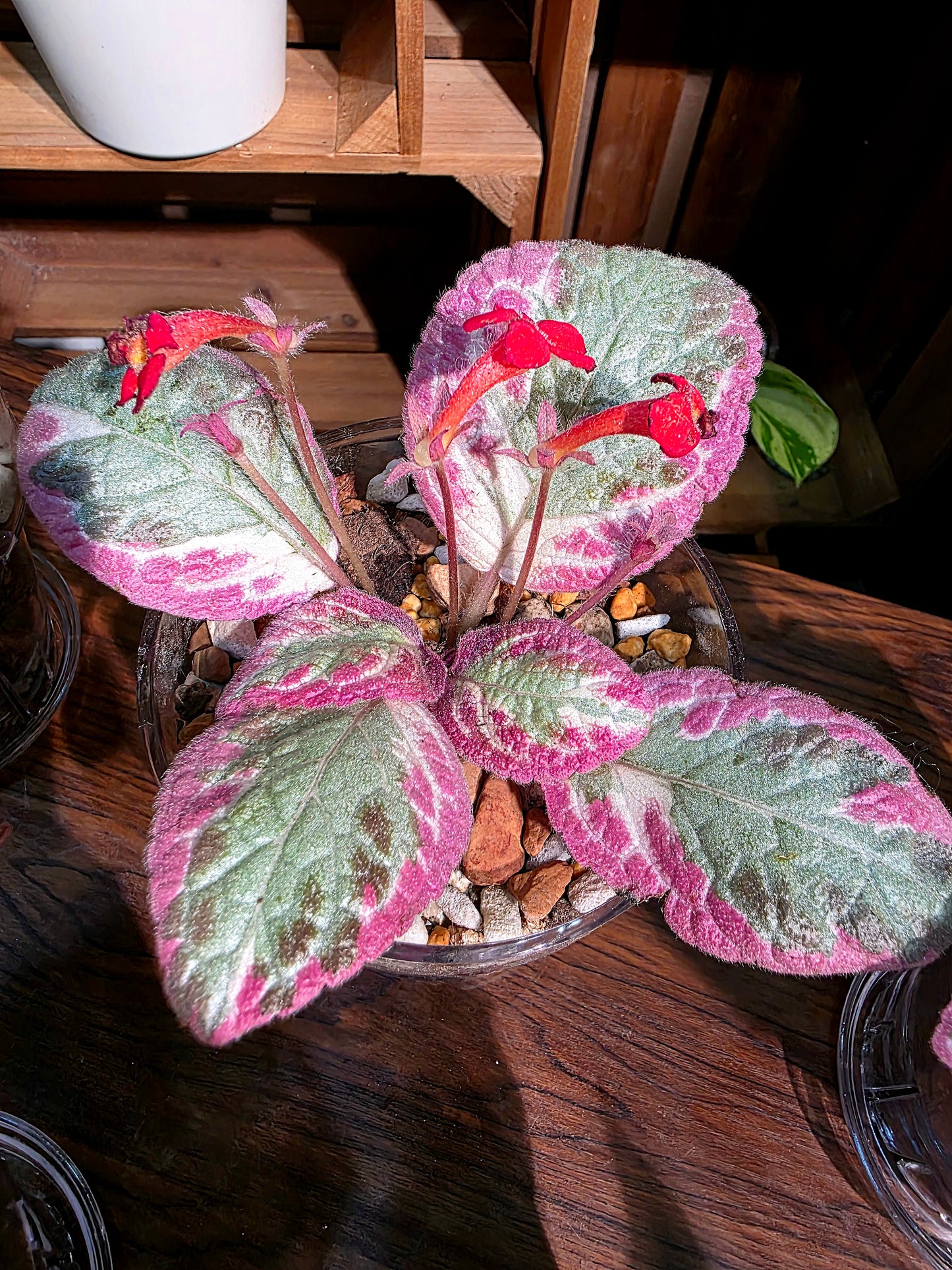 Episcia cupreata Cleopatra 埃及艷后喜蔭花