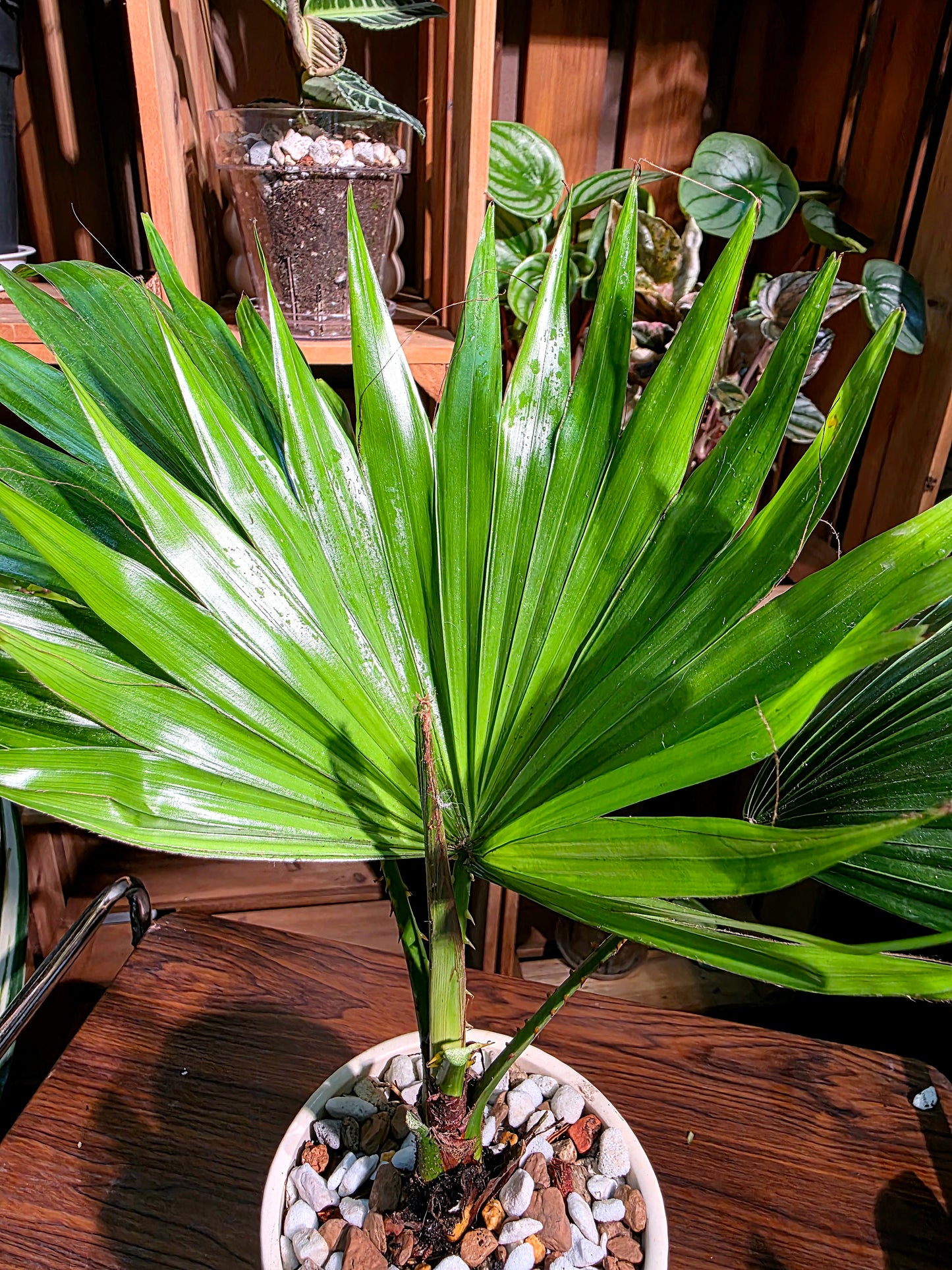 Livistona chinensis 蒲葵