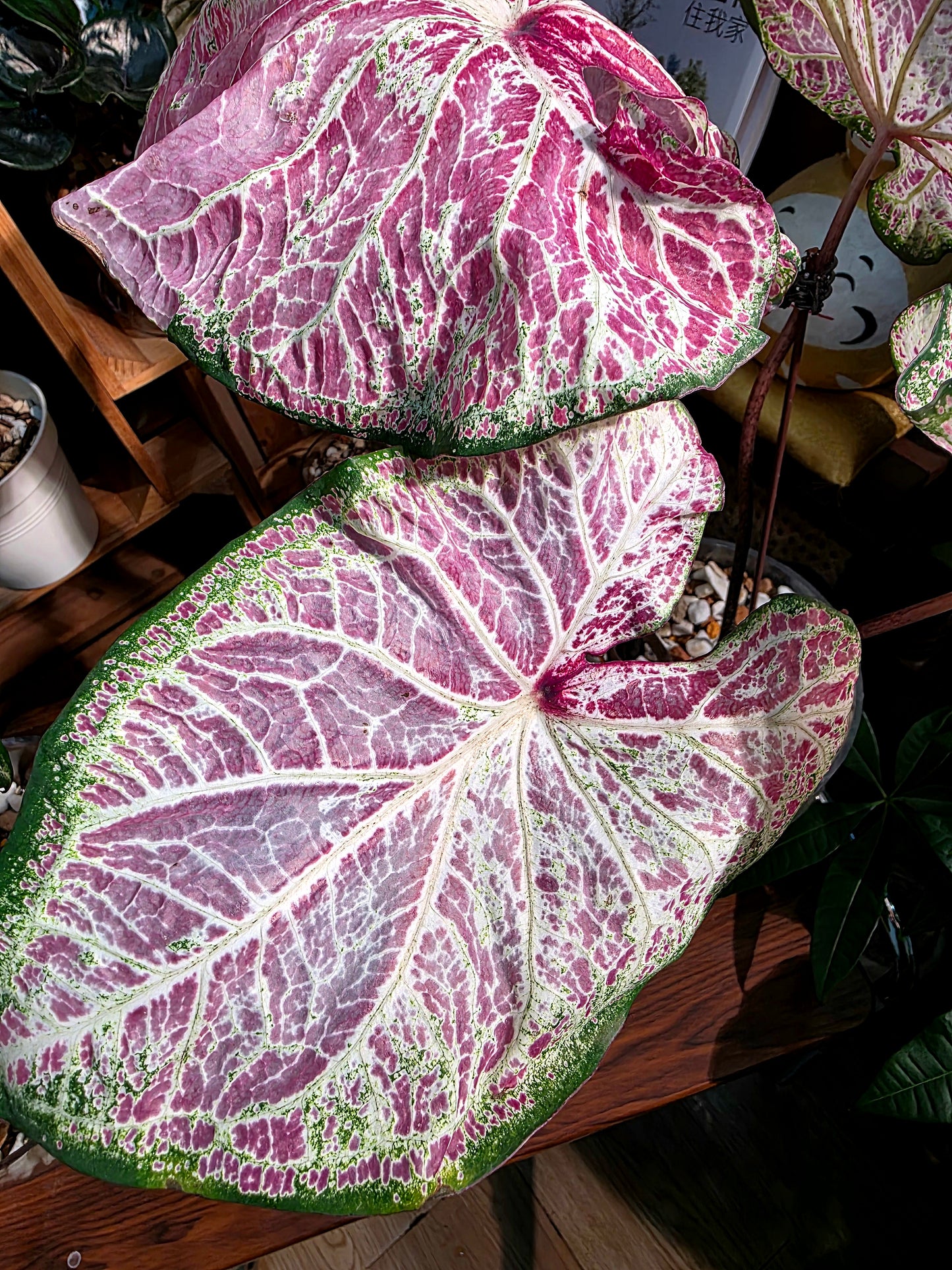 Caladium pepper mint 胡椒薄荷彩葉芋