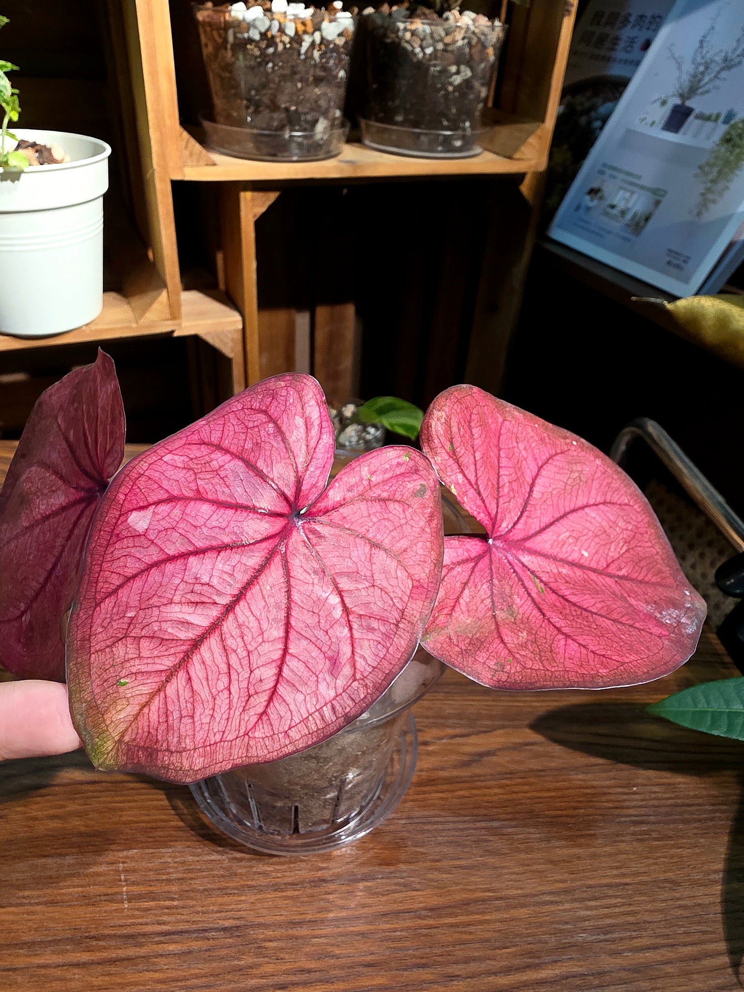 Caladium sp 櫻桃小丸子彩葉芋
