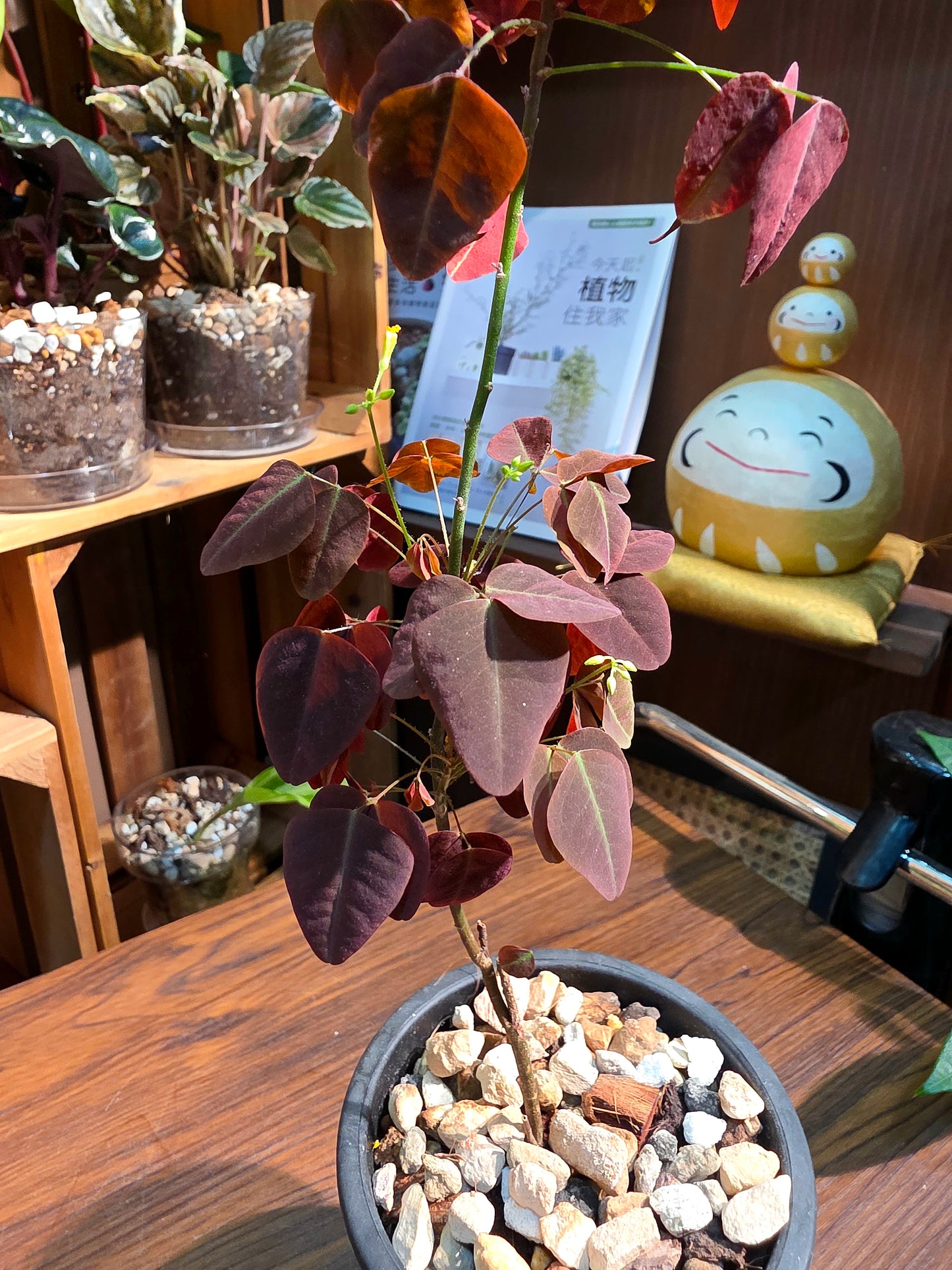 Oxali shedysaroides rubra 小紅楓