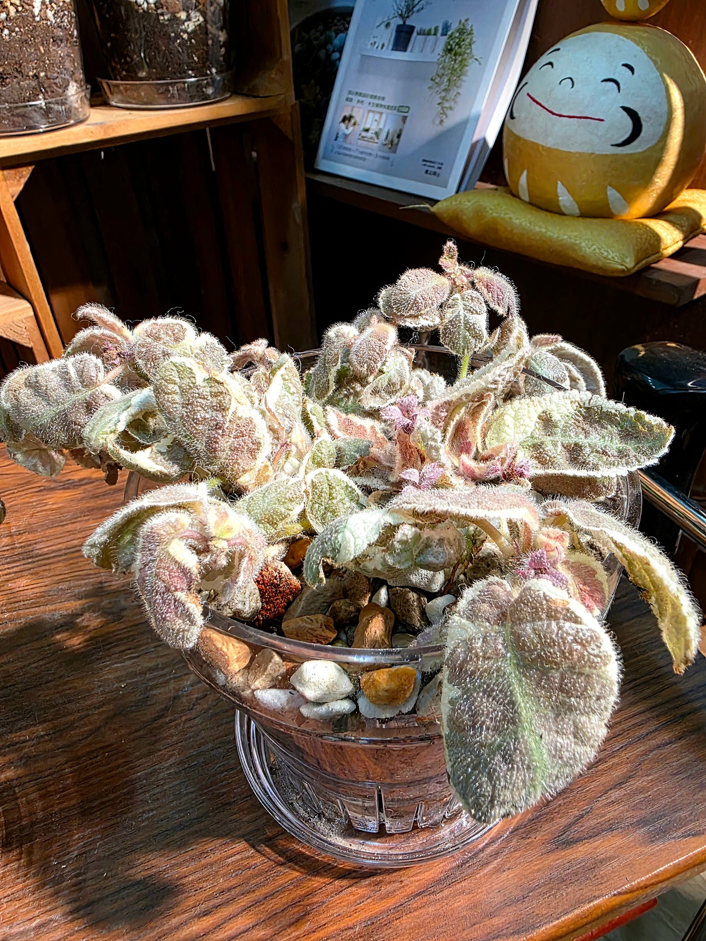 Episcia cupreata Snow White 白雪公主喜蔭花