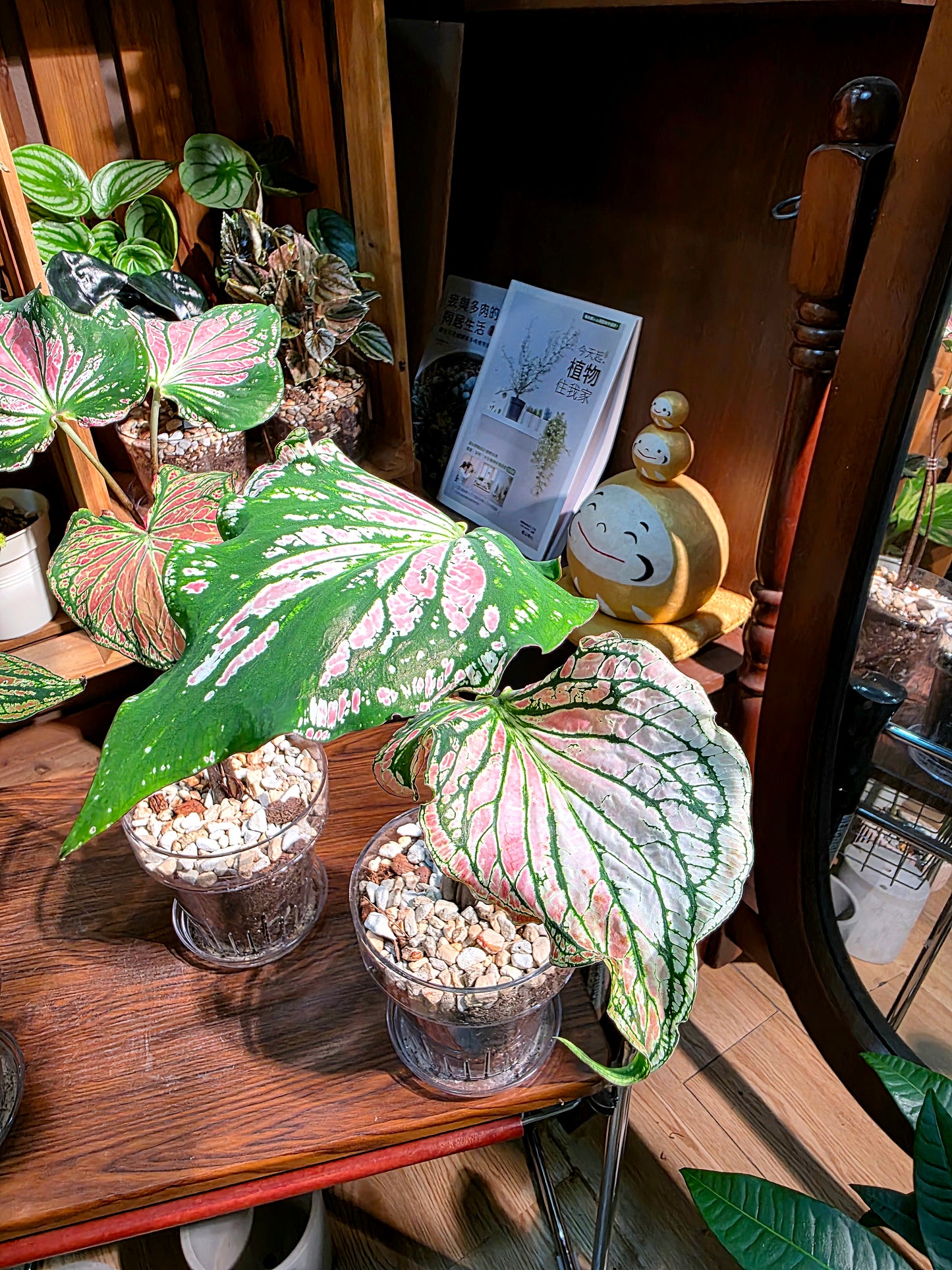 Caladium Pink Symphony 粉色和聲彩葉芋