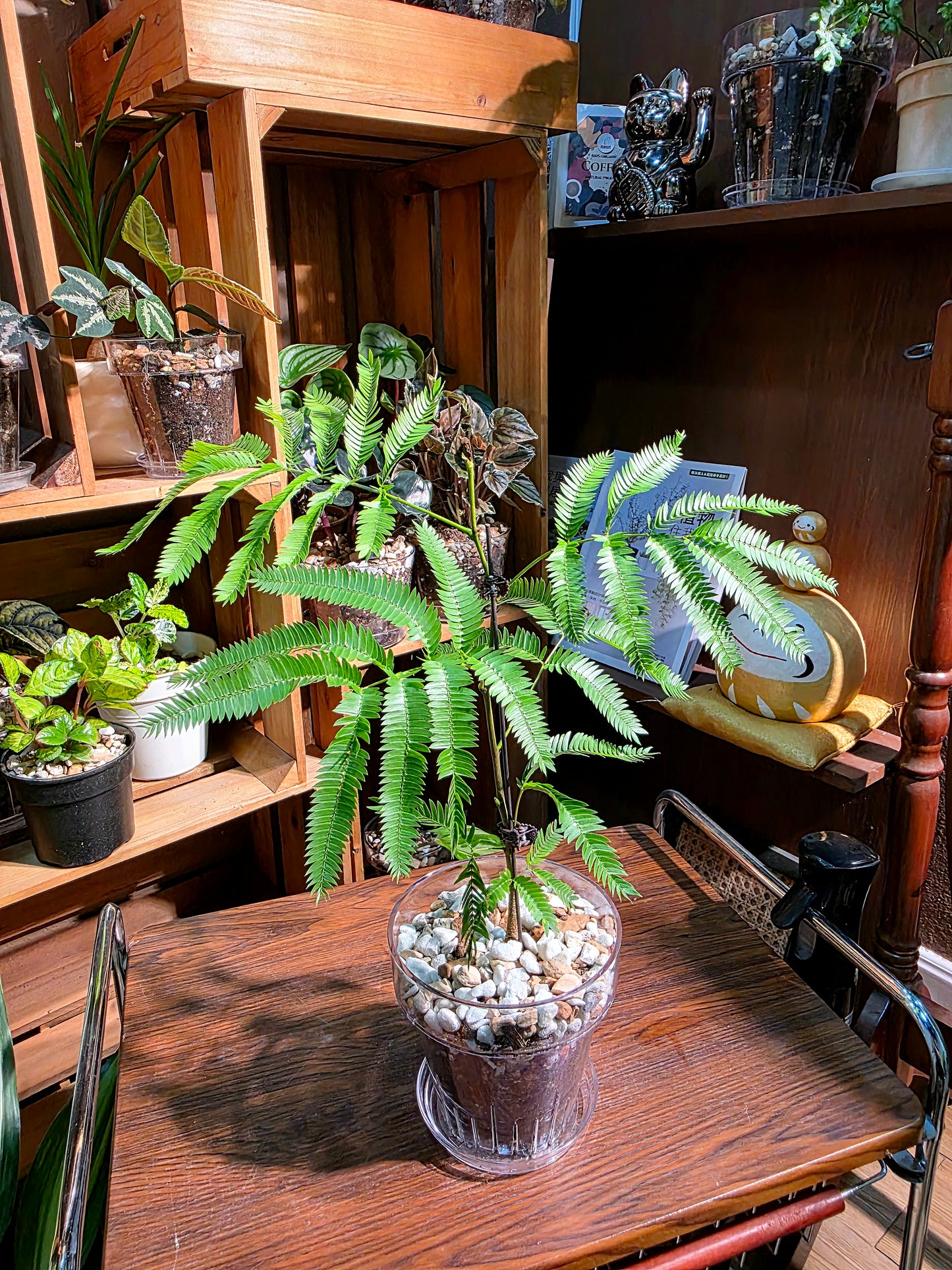 Cojoba arborea 小豆樹