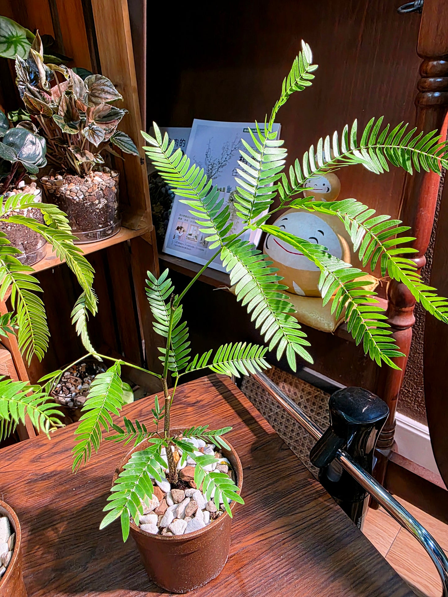 Cojoba arborea 小豆樹