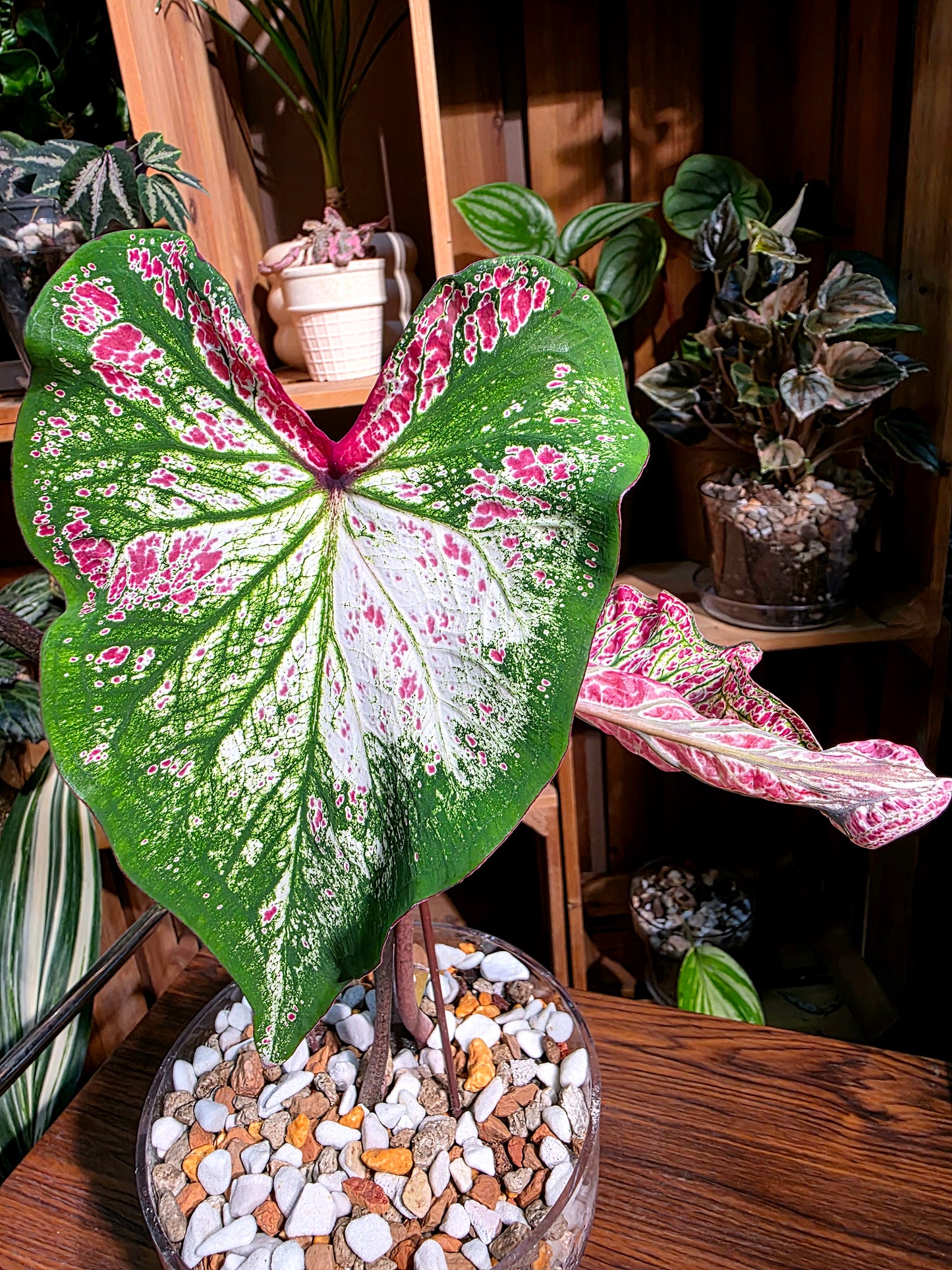 Caladium Pepper Mint 胡椒薄荷彩葉芋