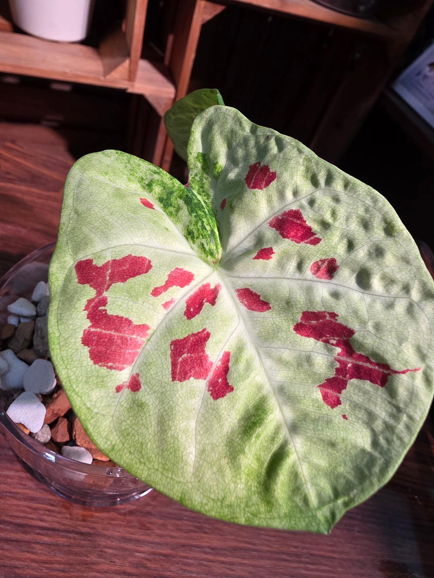 Caladium matcha beans 迷你抹茶紅豆