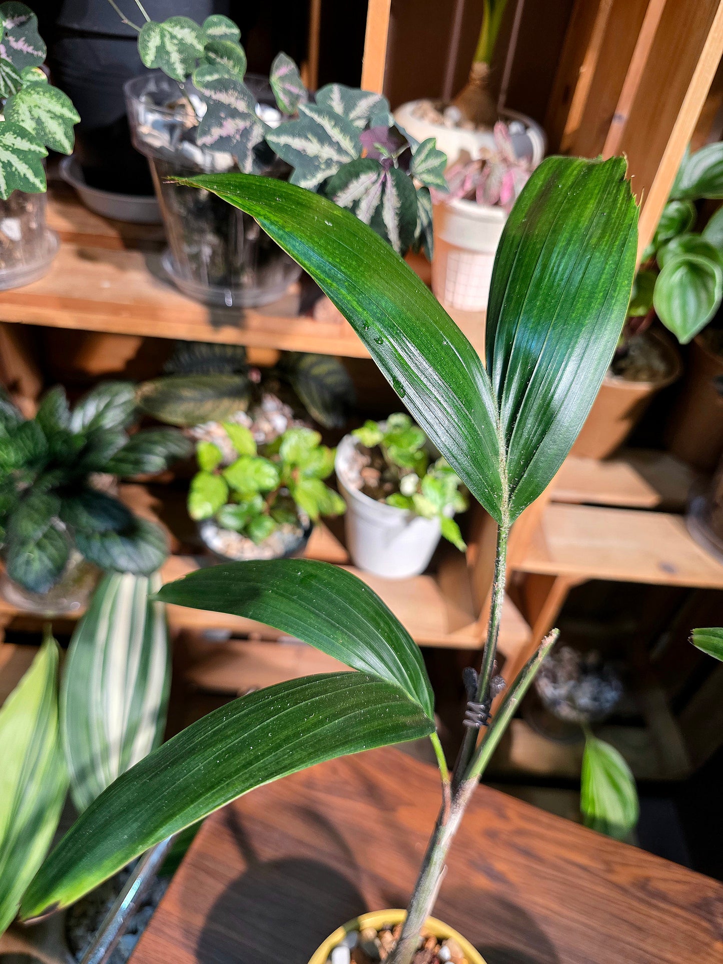 Wodyetia bifurcata 狐尾椰子