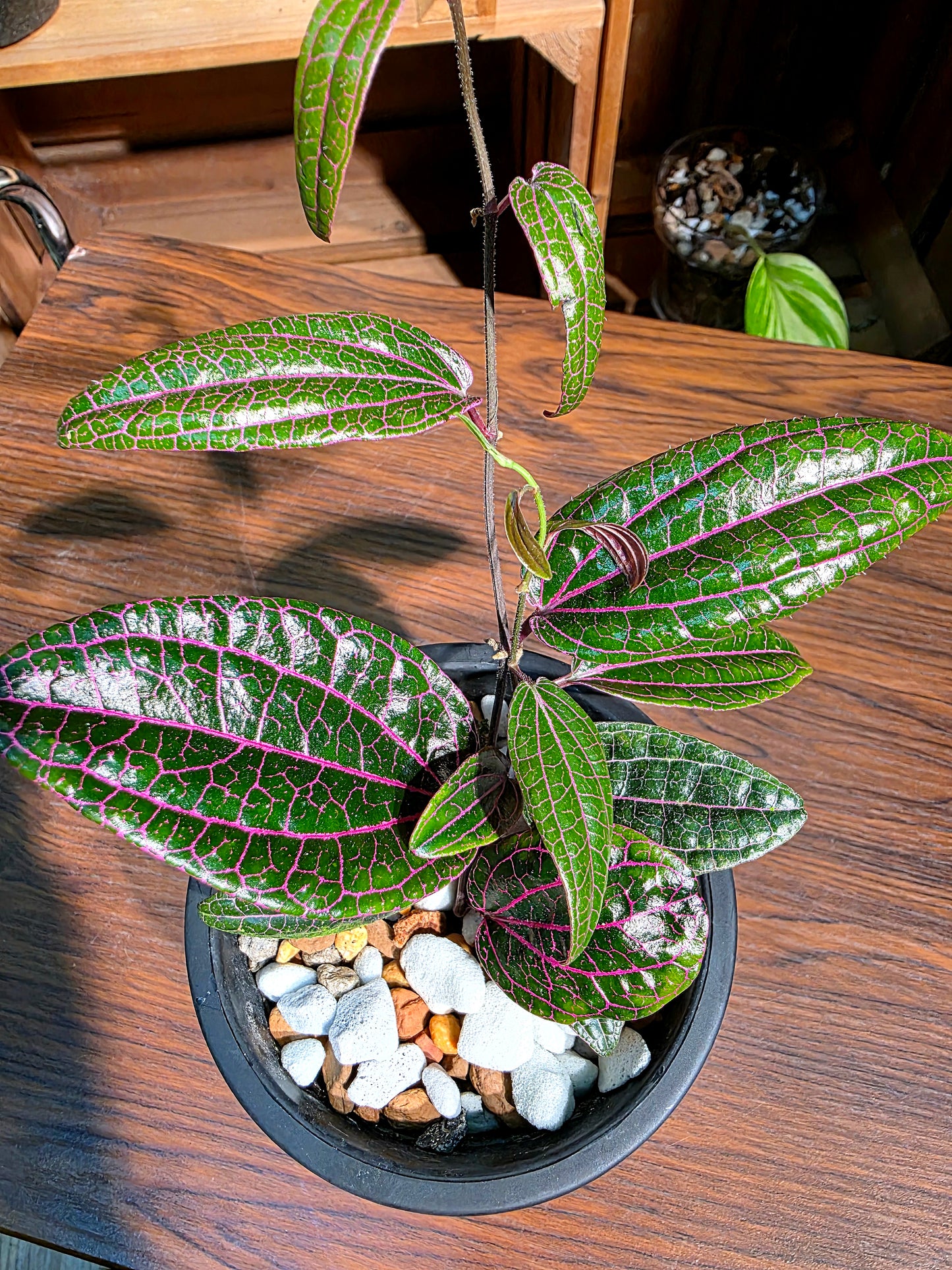 Piper sp borneo 派大星胡椒