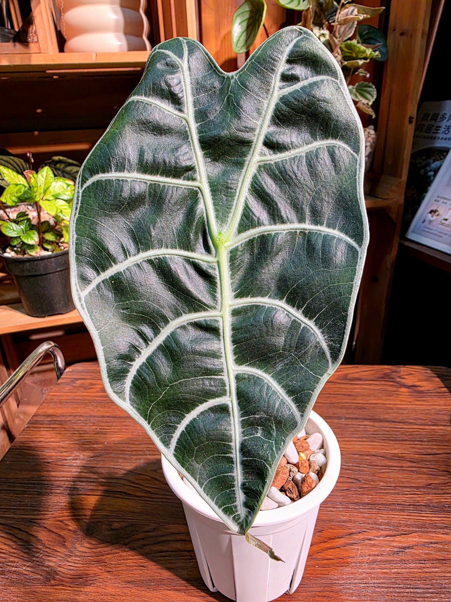 Alocasia watsoniana 華森海芋