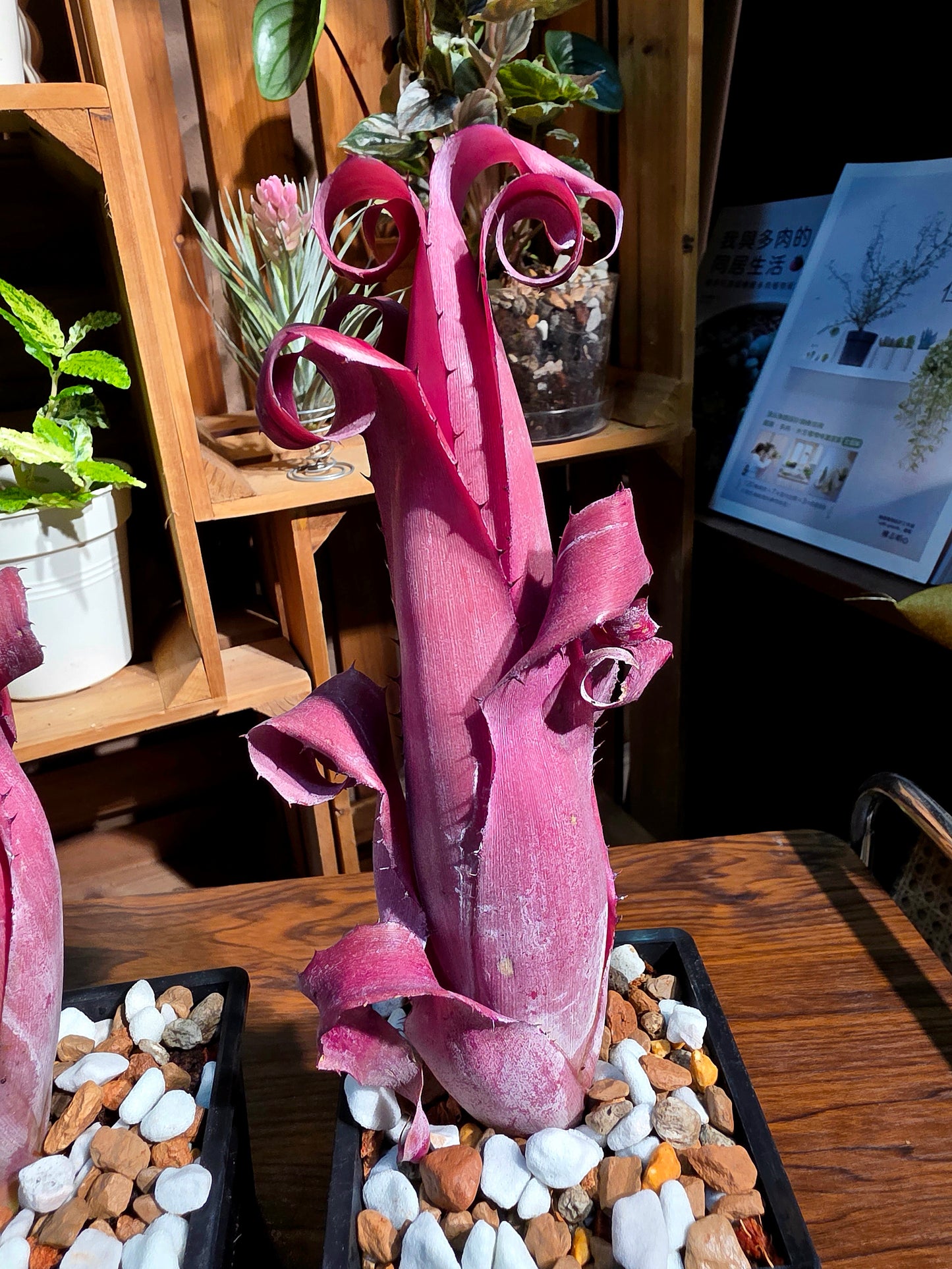 Aechmea bromeliifolia rubra 加農炮積水鳳梨