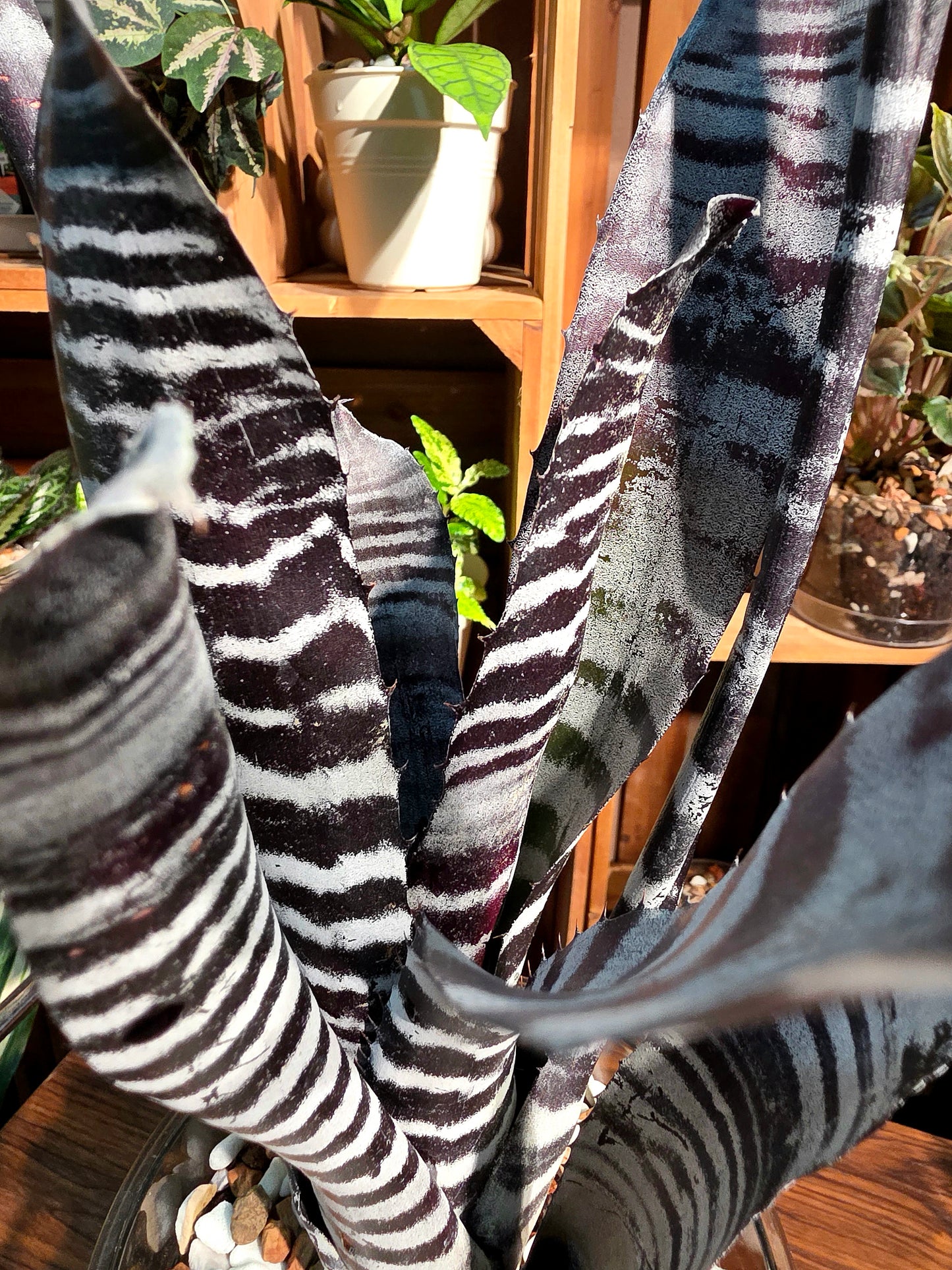 Aechmea chantinii black ice 黑斑馬積水鳳梨